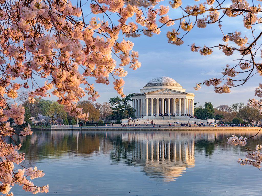 Washington DC Cherry Blossom Wallpapers - Top Free ...