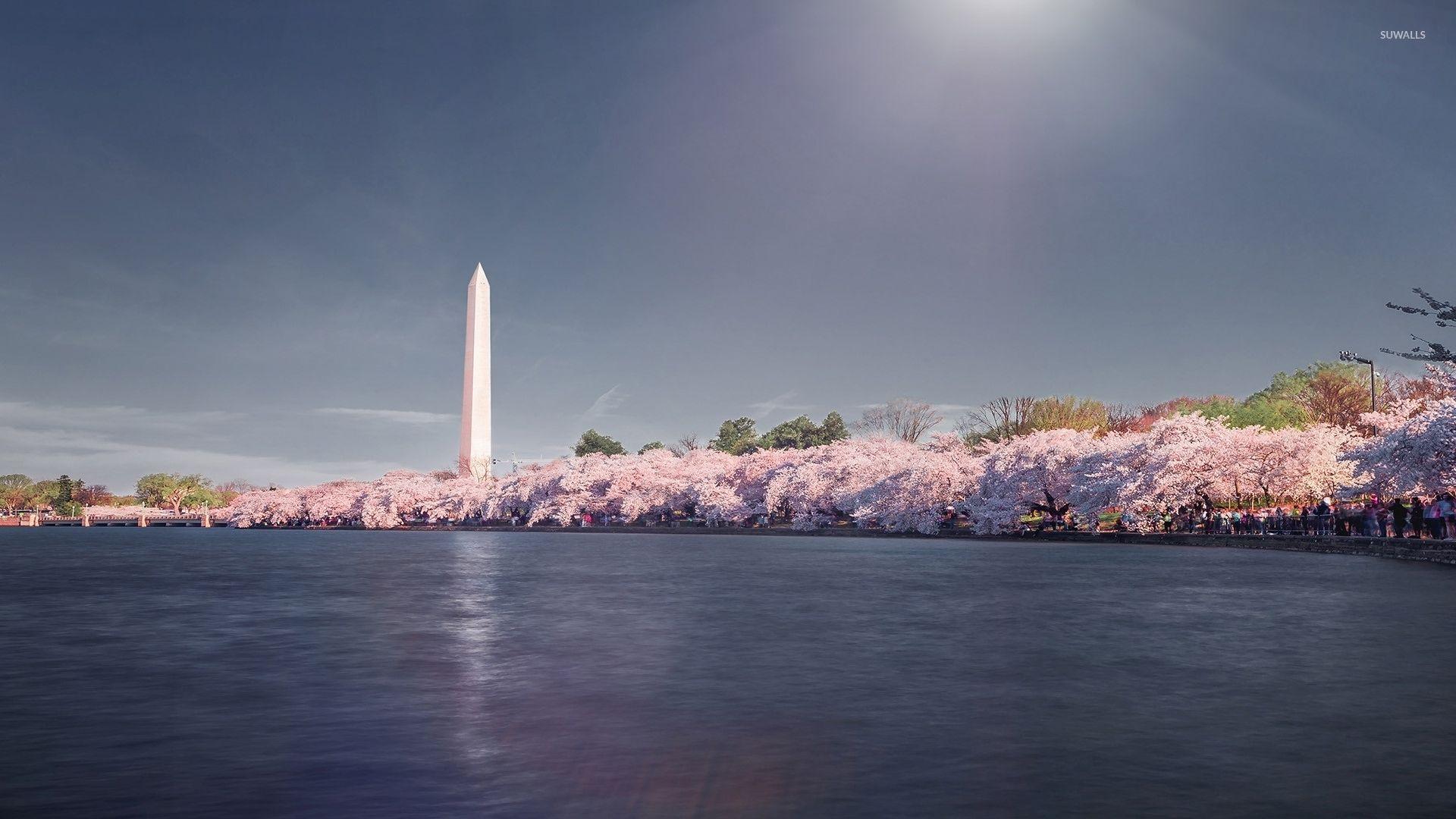 Washington DC Cherry Blossom Wallpapers - Top Free ...