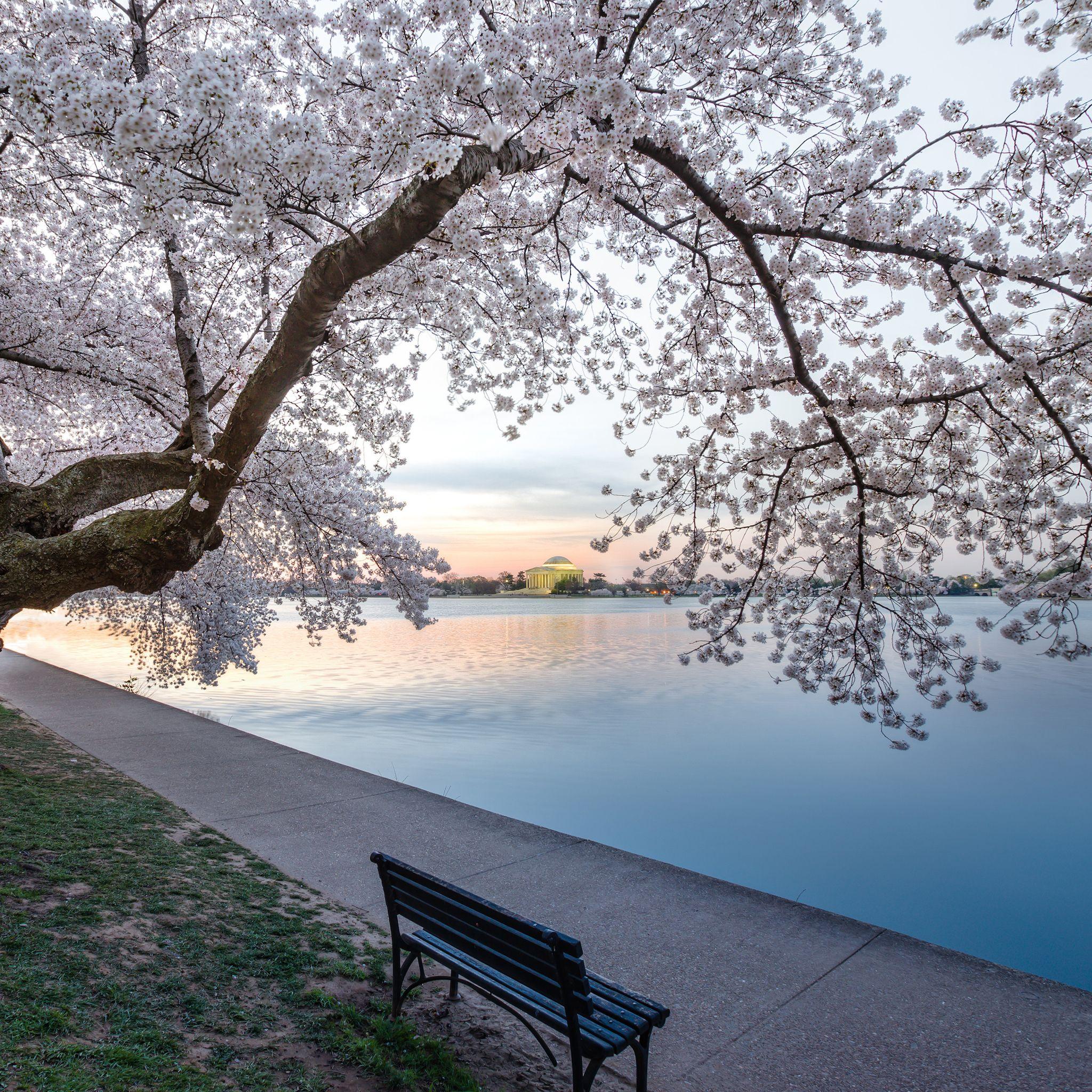 DC Cherry Blossom Pictures Wallpaper