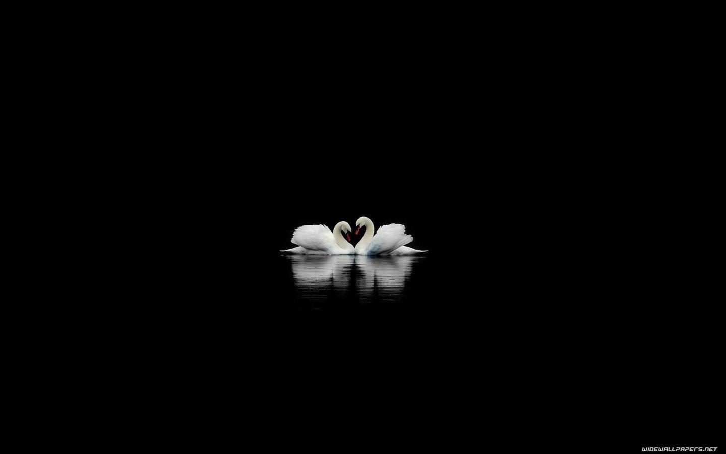 1440x900 Free download Black Swans on a Black Lake Wallpaper [1440x900]