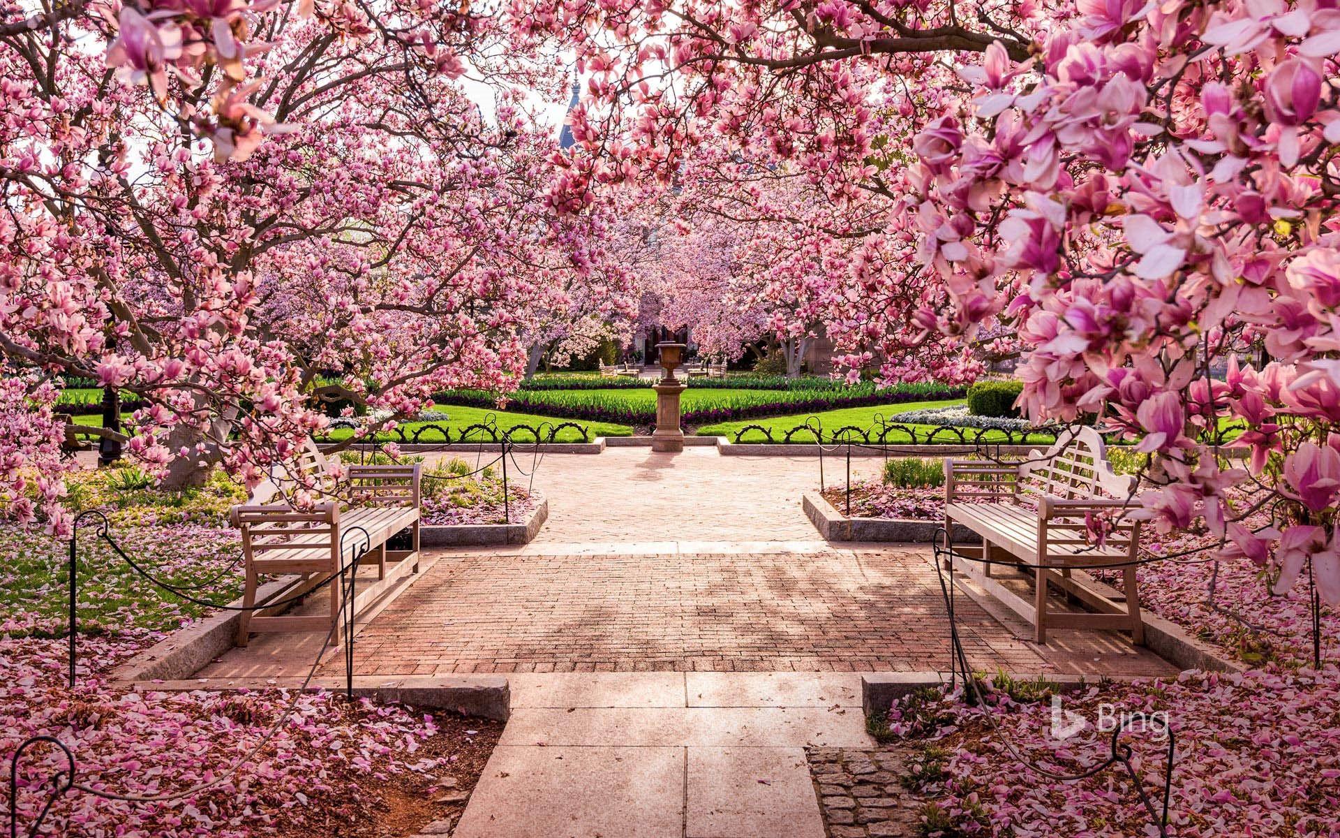 Washington Cherry Trees Wallpapers Top Free Washington Cherry Trees