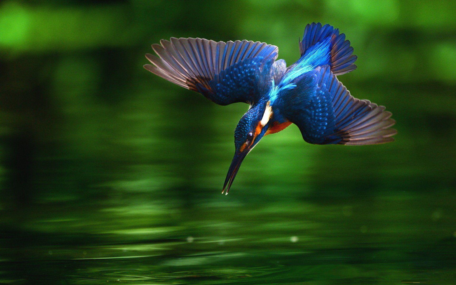 Kingfisher Bird Wallpapers - Top Free Kingfisher Bird Backgrounds