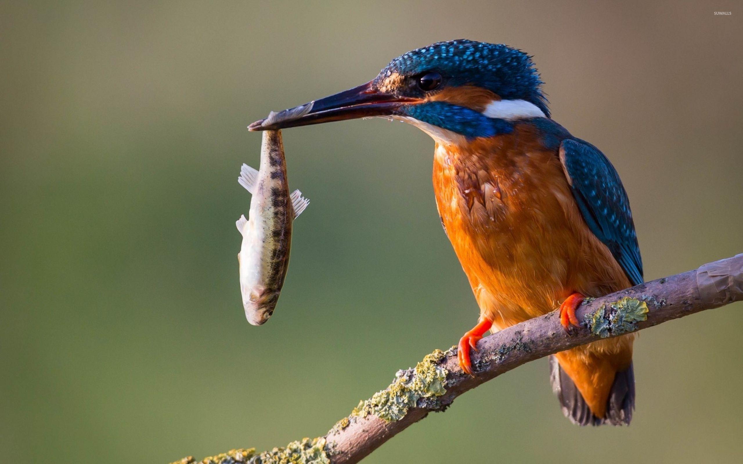 Kingfisher Bird Wallpapers Top Free Kingfisher Bird Backgrounds Kingfisher Bird Wallpapers Top Free Kingfisher Bird Backgrounds