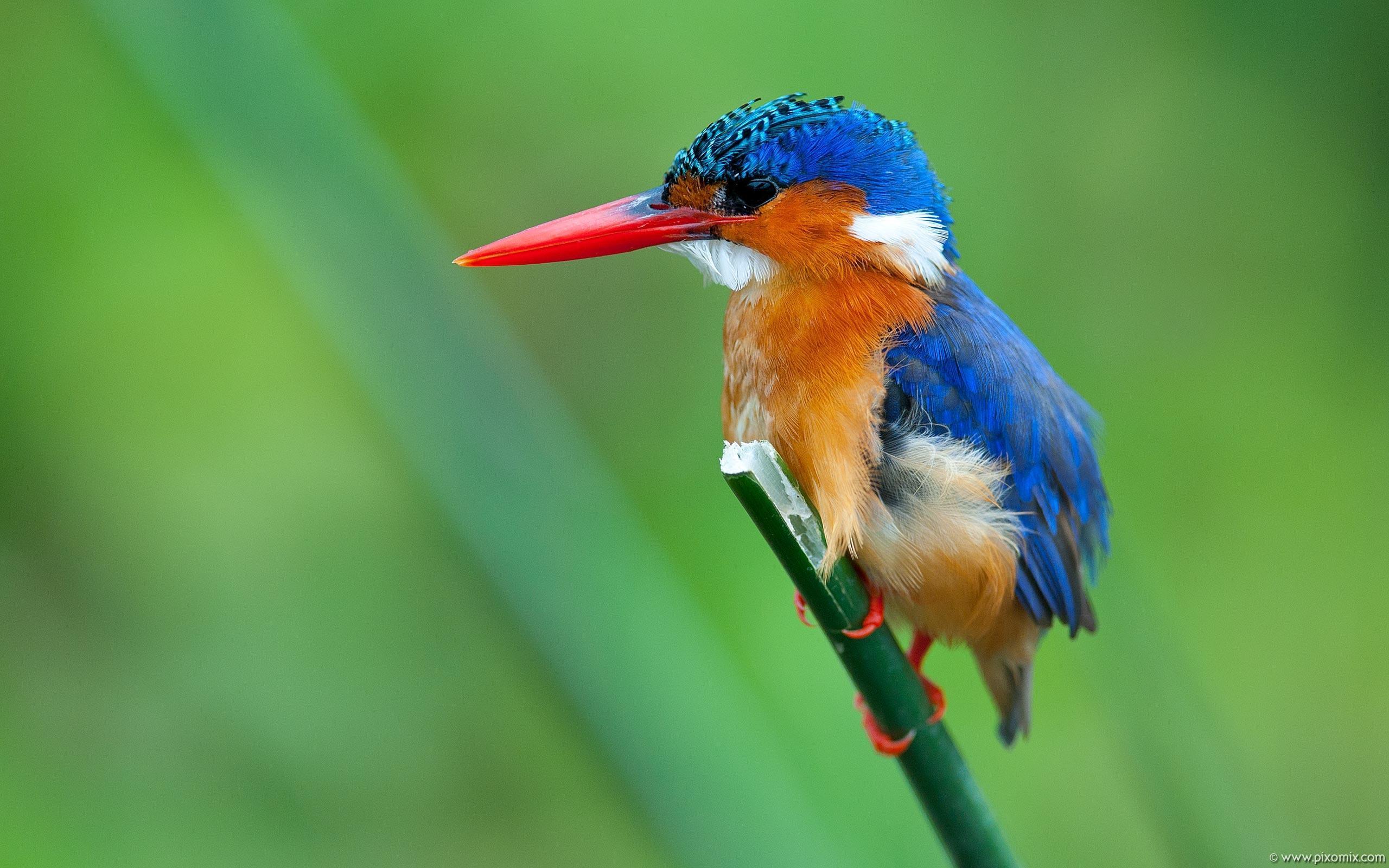 2560x1600 Kingfisher Wallpaper