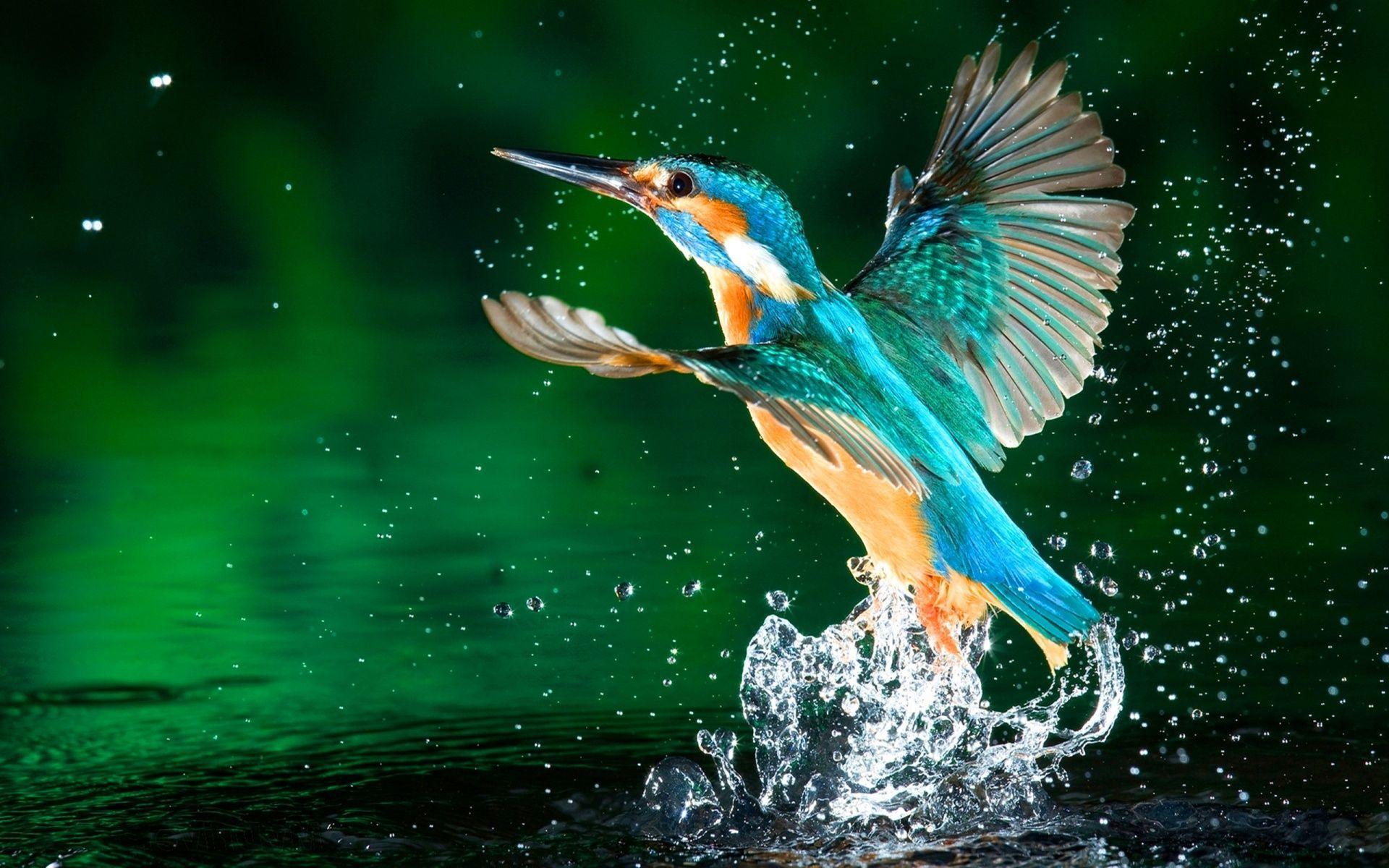 1920x1200 Kingfisher wallpaper