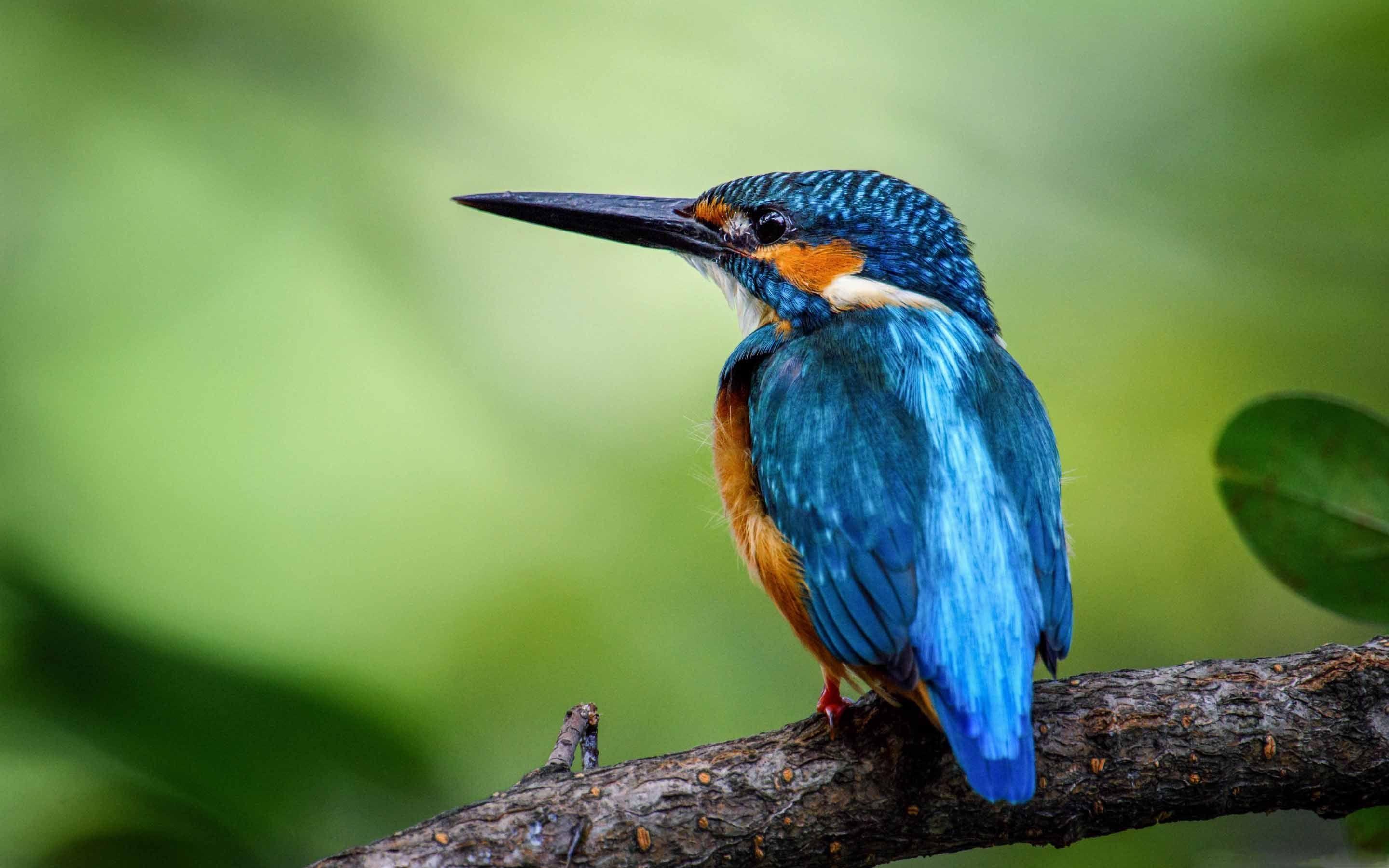 2880x1800 The Kingfisher Mac Wallpaper Download