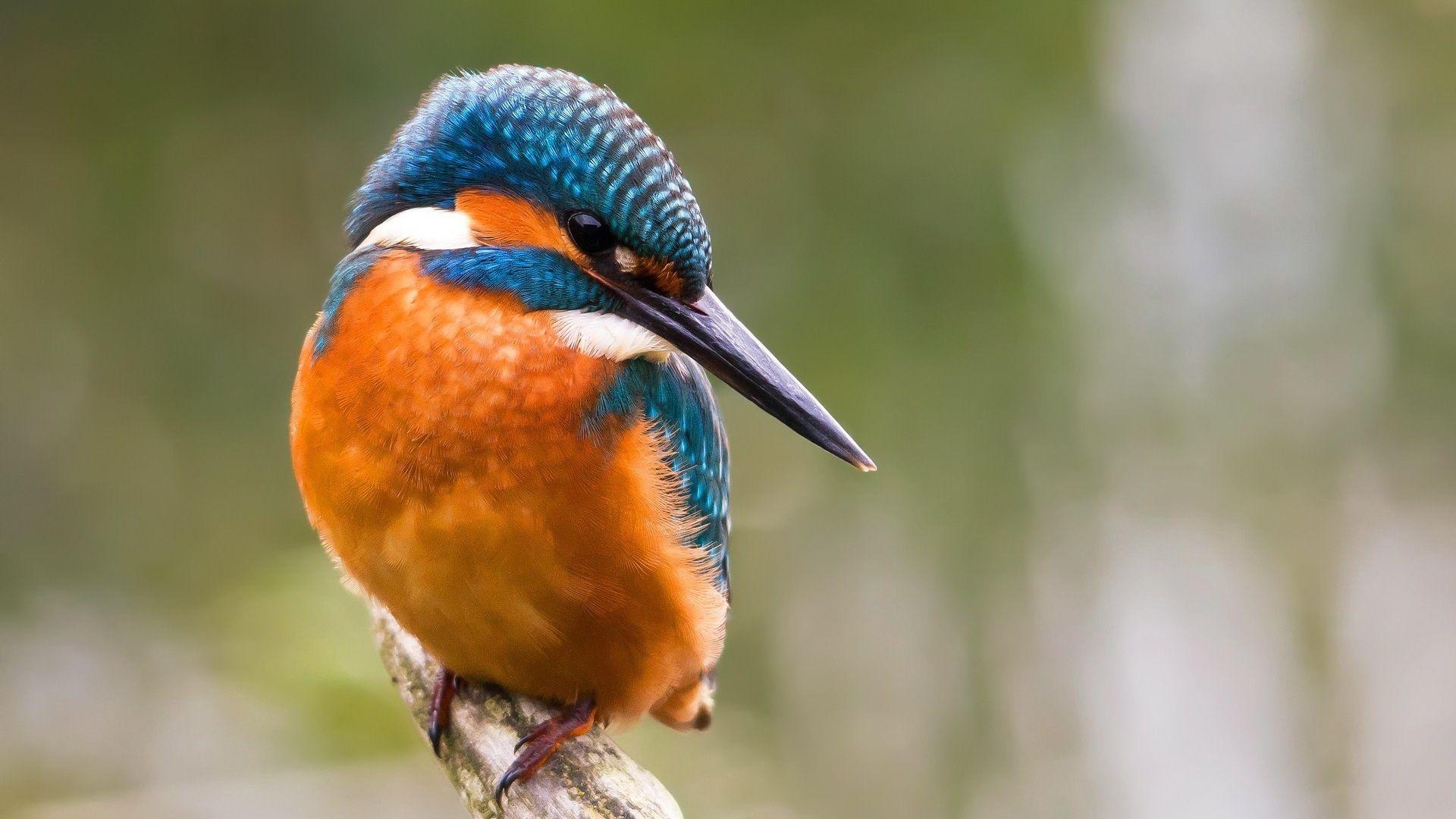 1920x1080 Kingfisher Wallpaper