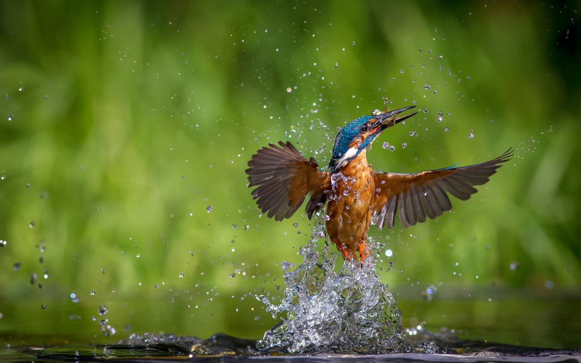 1920x1200 Kingfisher Wallpaper HD Bird Wallpaper HD
