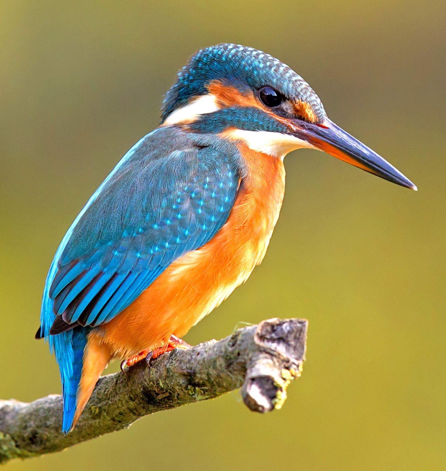 Kingfisher Wallpapers Top Free Kingfisher Backgrounds WallpaperAccess Kingfisher Wallpapers Top Free Kingfisher Backgrounds WallpaperAccess