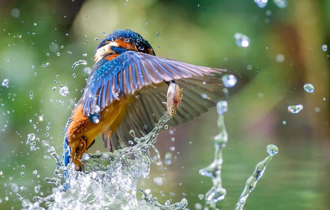 Kingfisher Wallpapers - Top Free Kingfisher Backgrounds ...