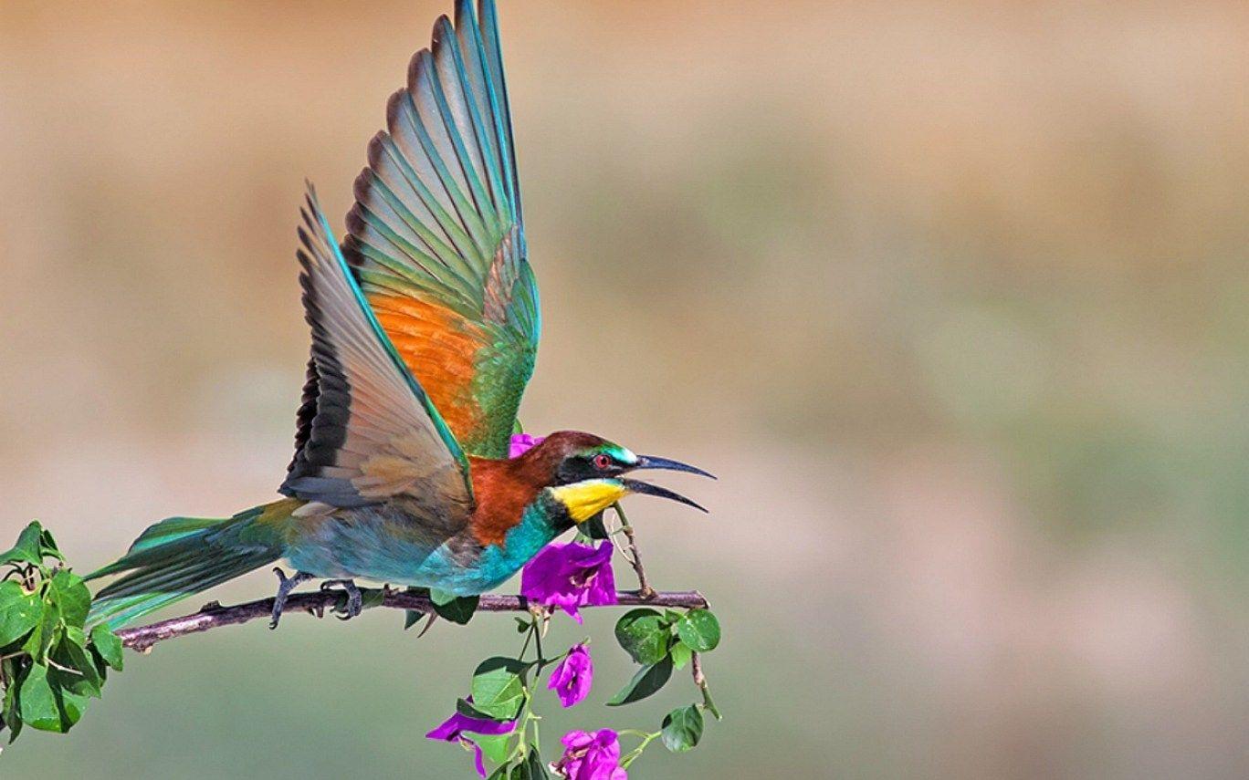 1368x855 Kingfisher HD Wallpaper Wallpaper HD 1080p, HD