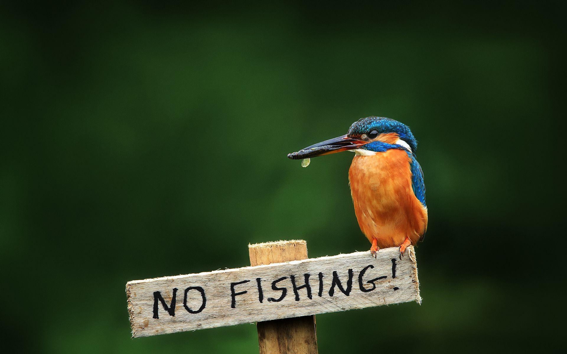1920x1200 Kingfishers no fishing wallpaper