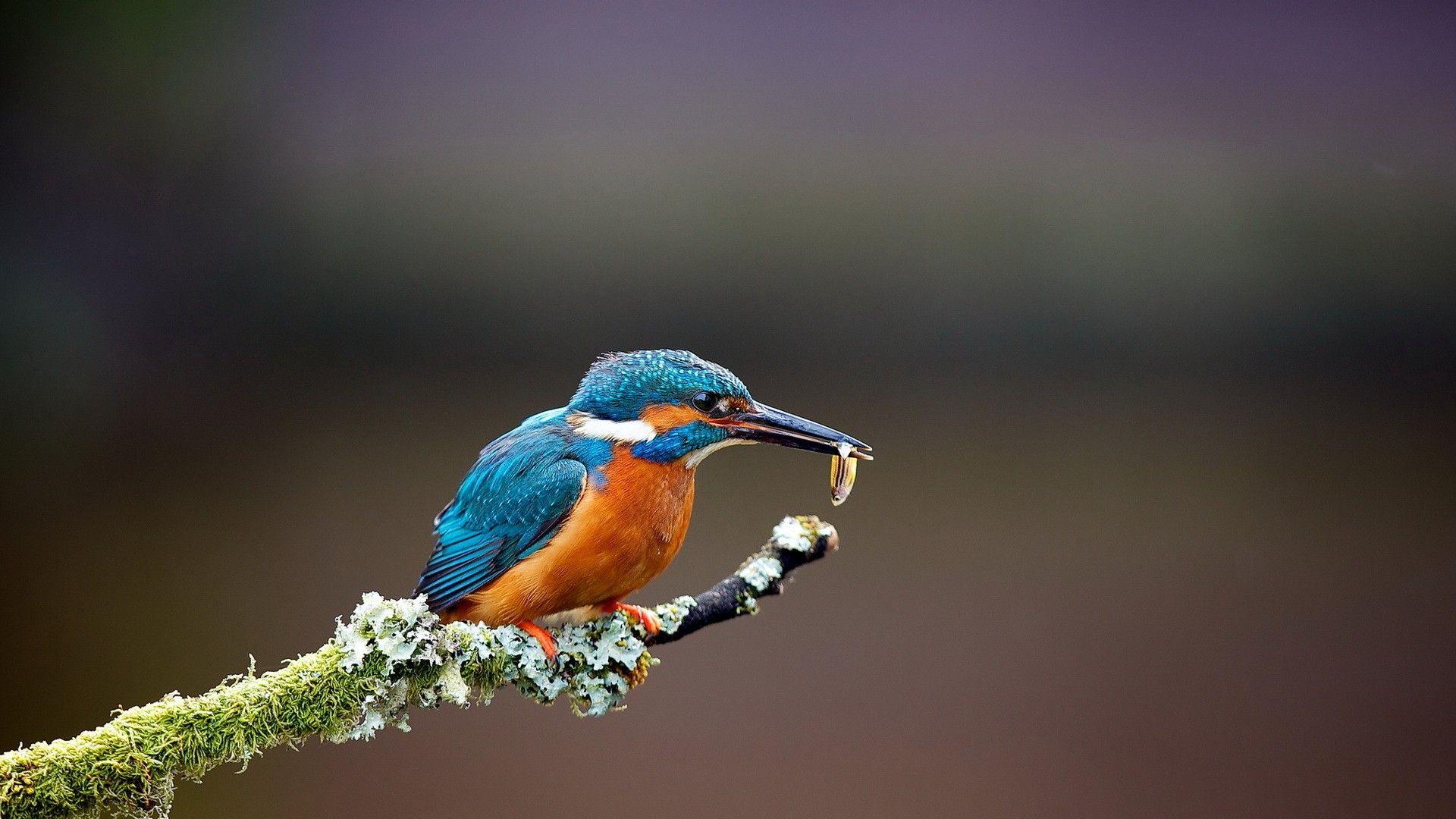 1920x1080 Free download kingfisher bird wallpaper Only HD wallpaper