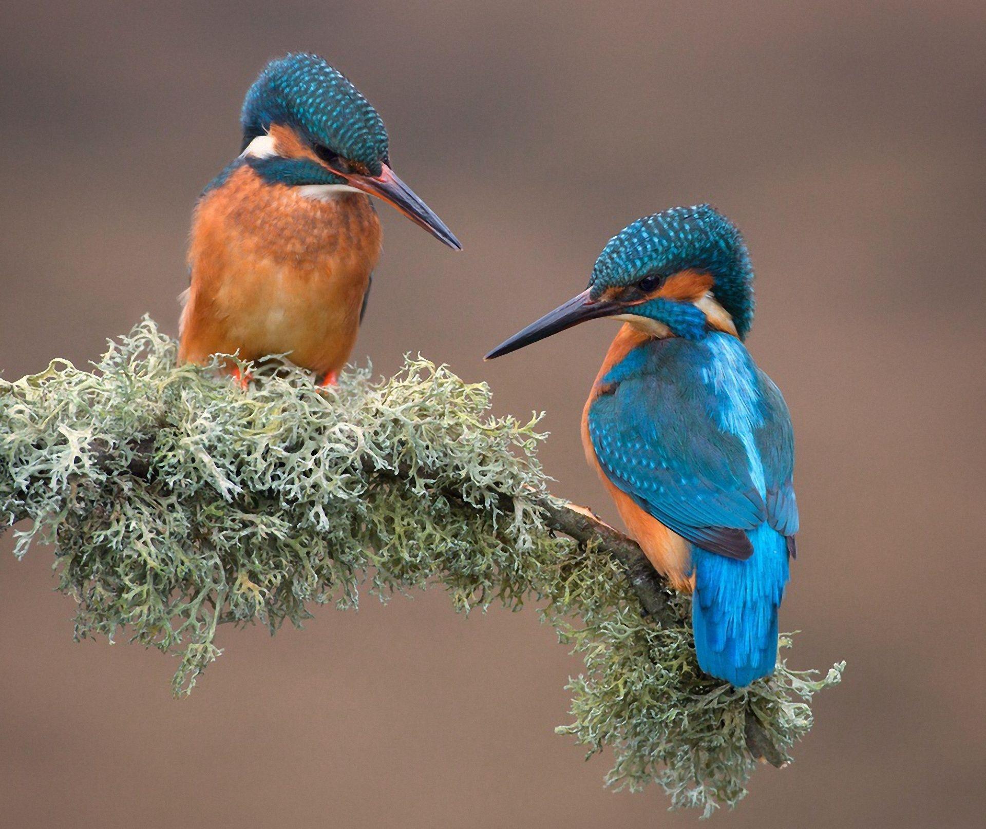 1920x1615 Kingfishers Wallpaper. Kingfishers