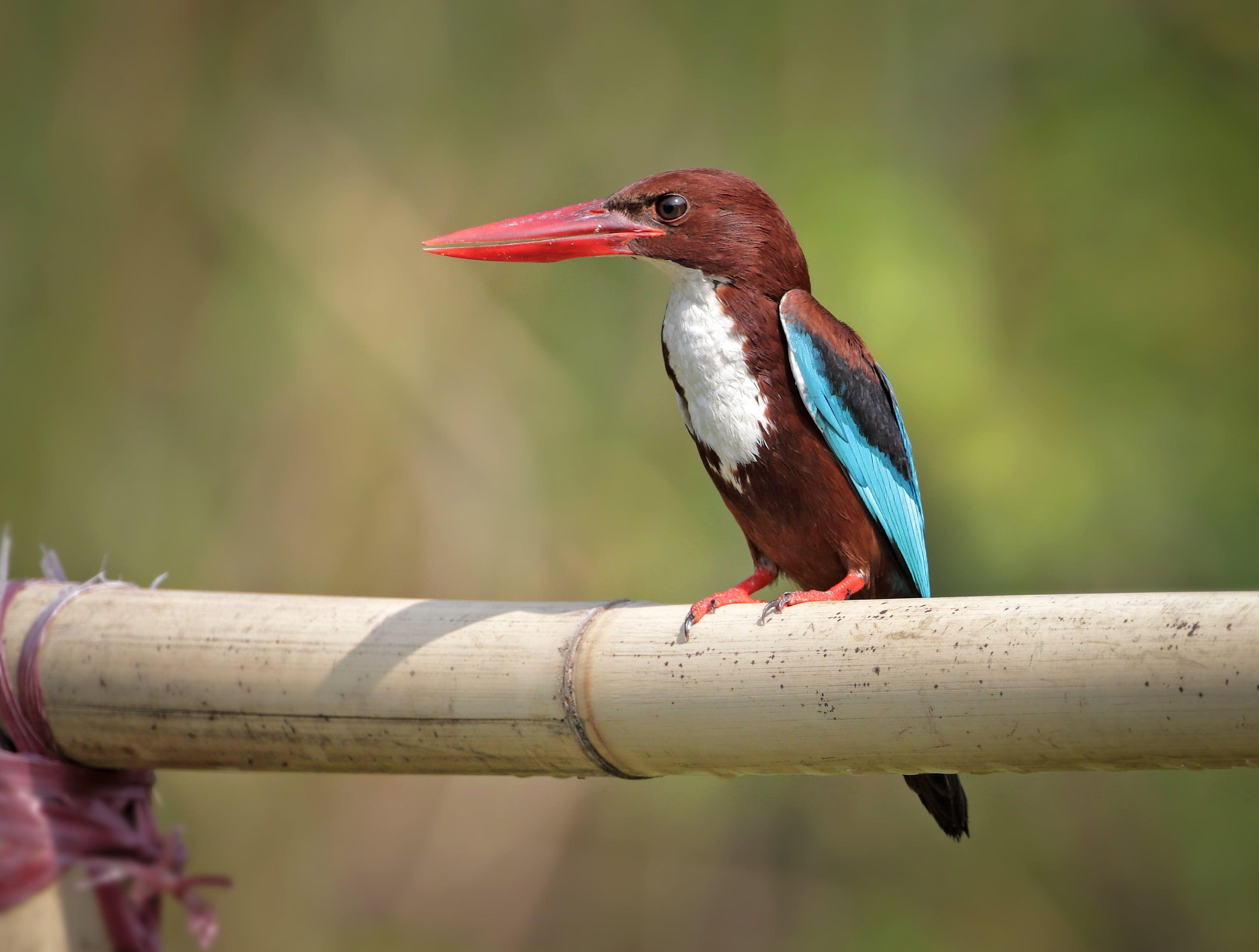2925x2212 Photography of brown, white and blue bird, kingfisher HD wallpaper