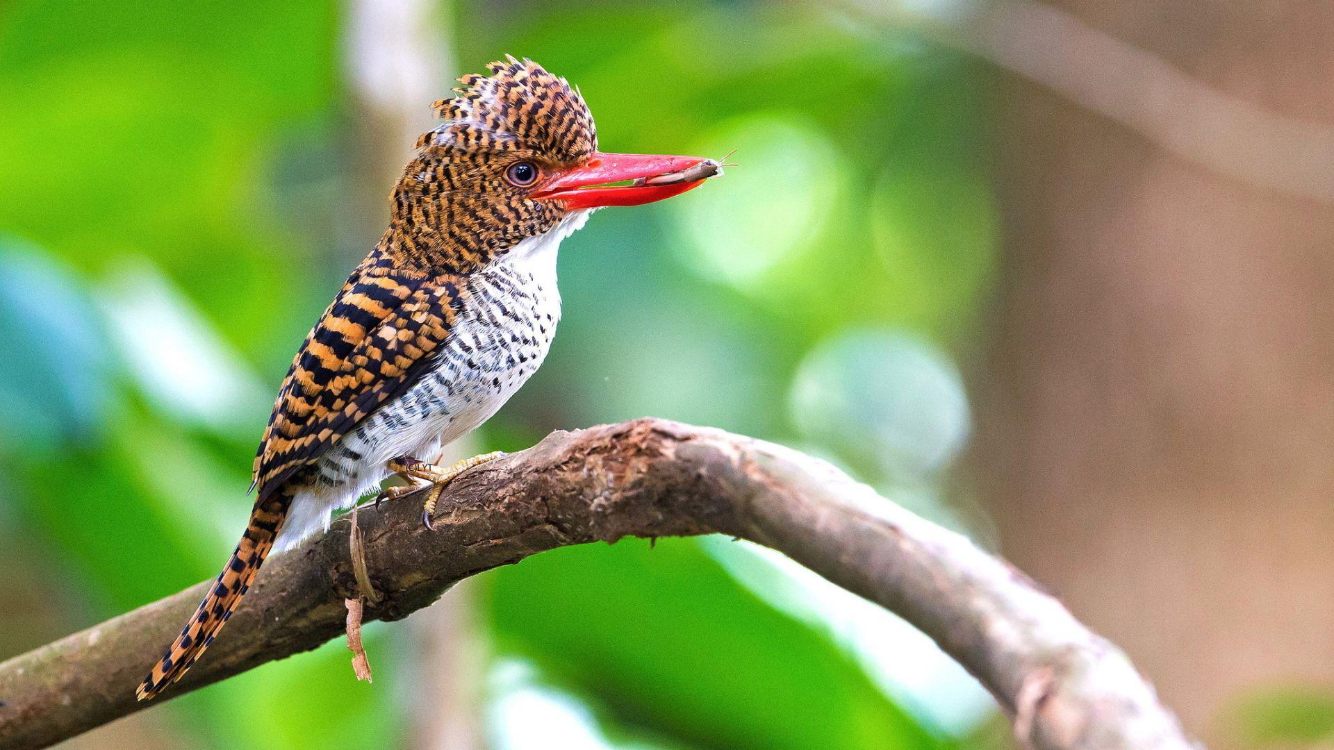 1920x1080 bird Kingfishers wallpaper