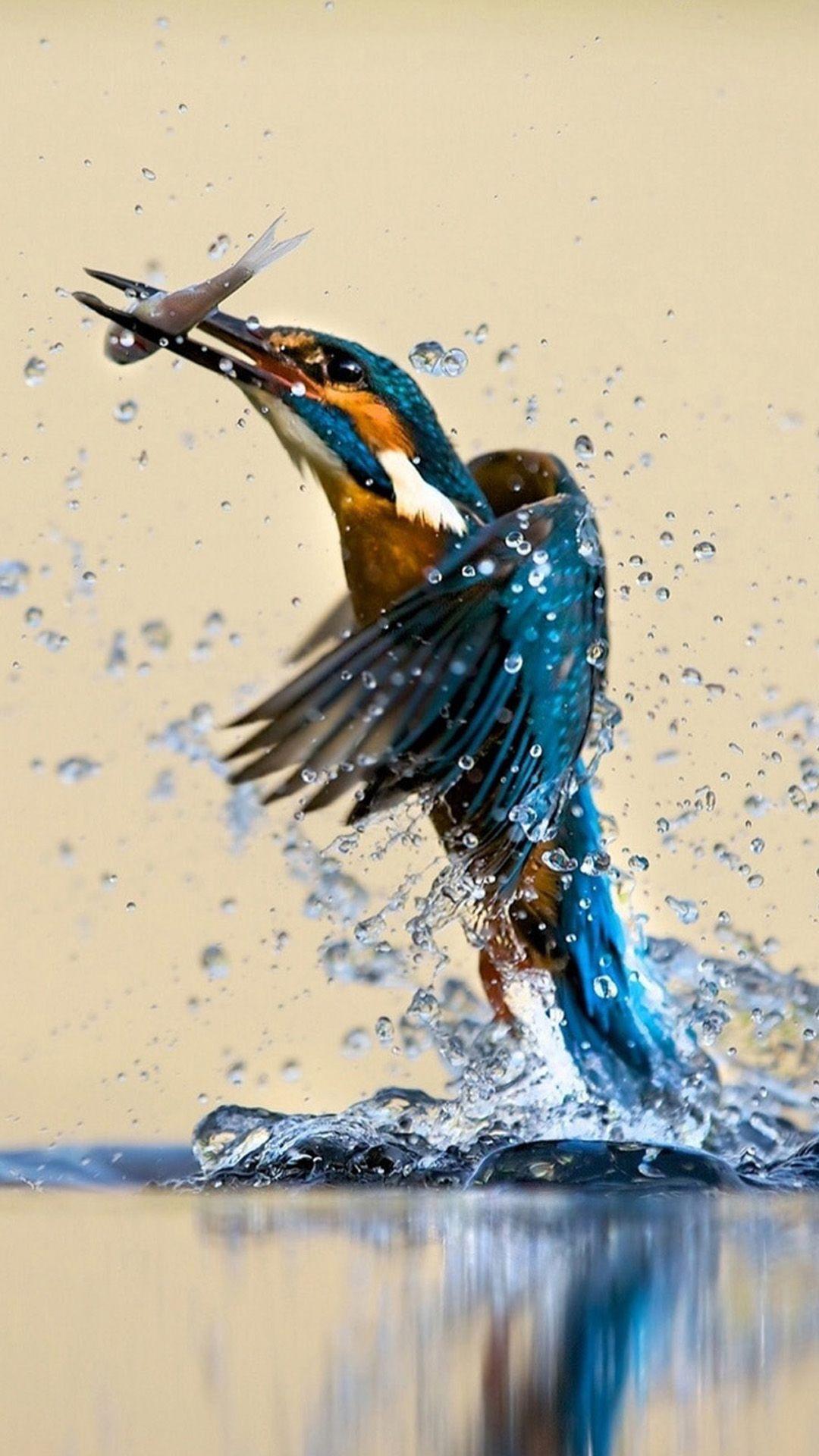 1080x1920 Kingfisher Catching Fish iPhone 8 Wallpaper Free Download