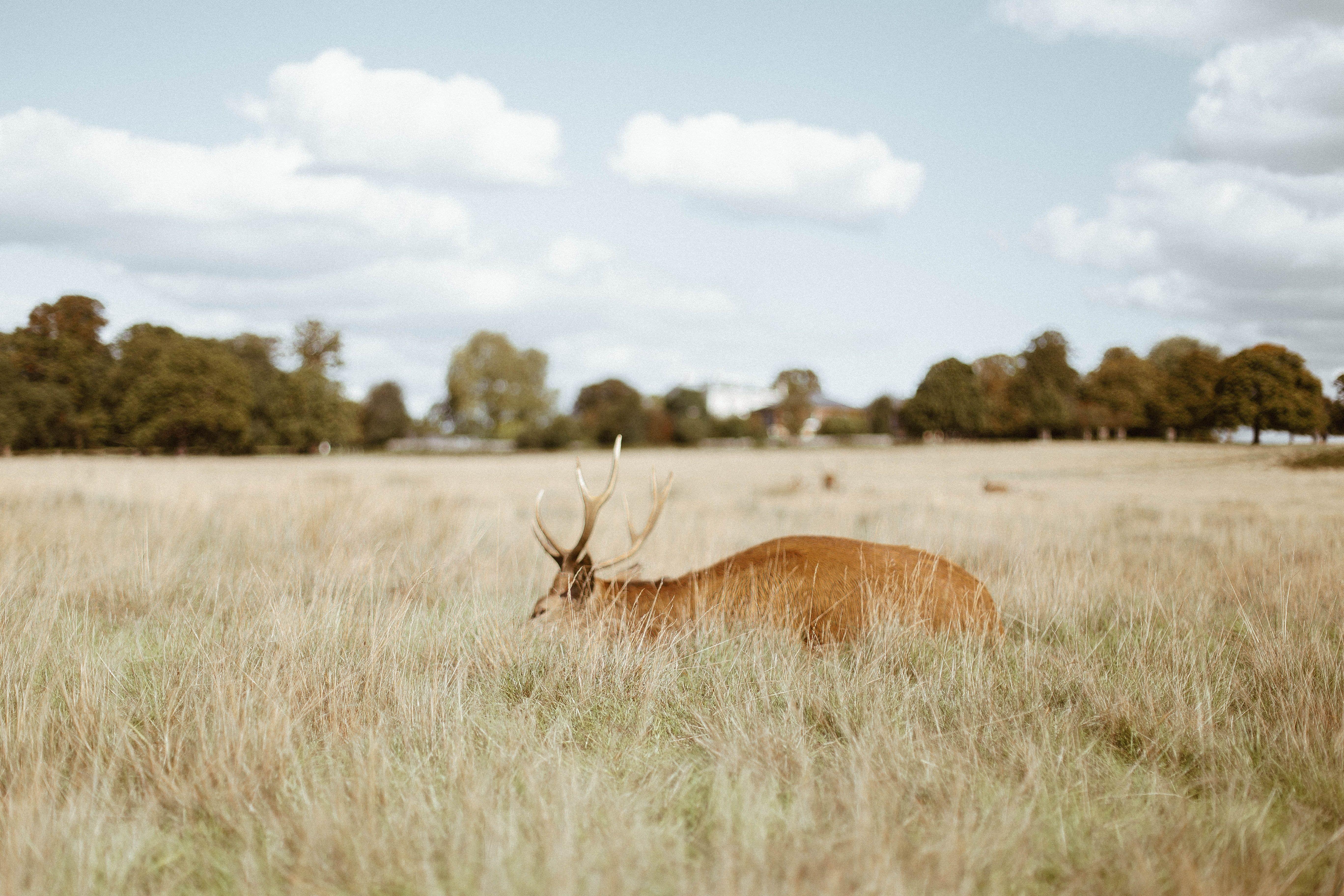 5472x3648 5472x3648 #field, #cloudy, #rural, #countryside