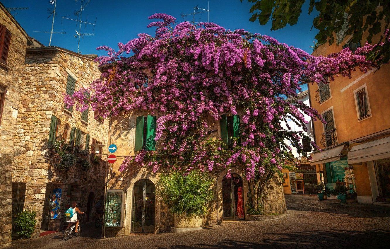 1332x850 Wallpaper tree, home, Italy, Italy, flowering, street, Lombardy