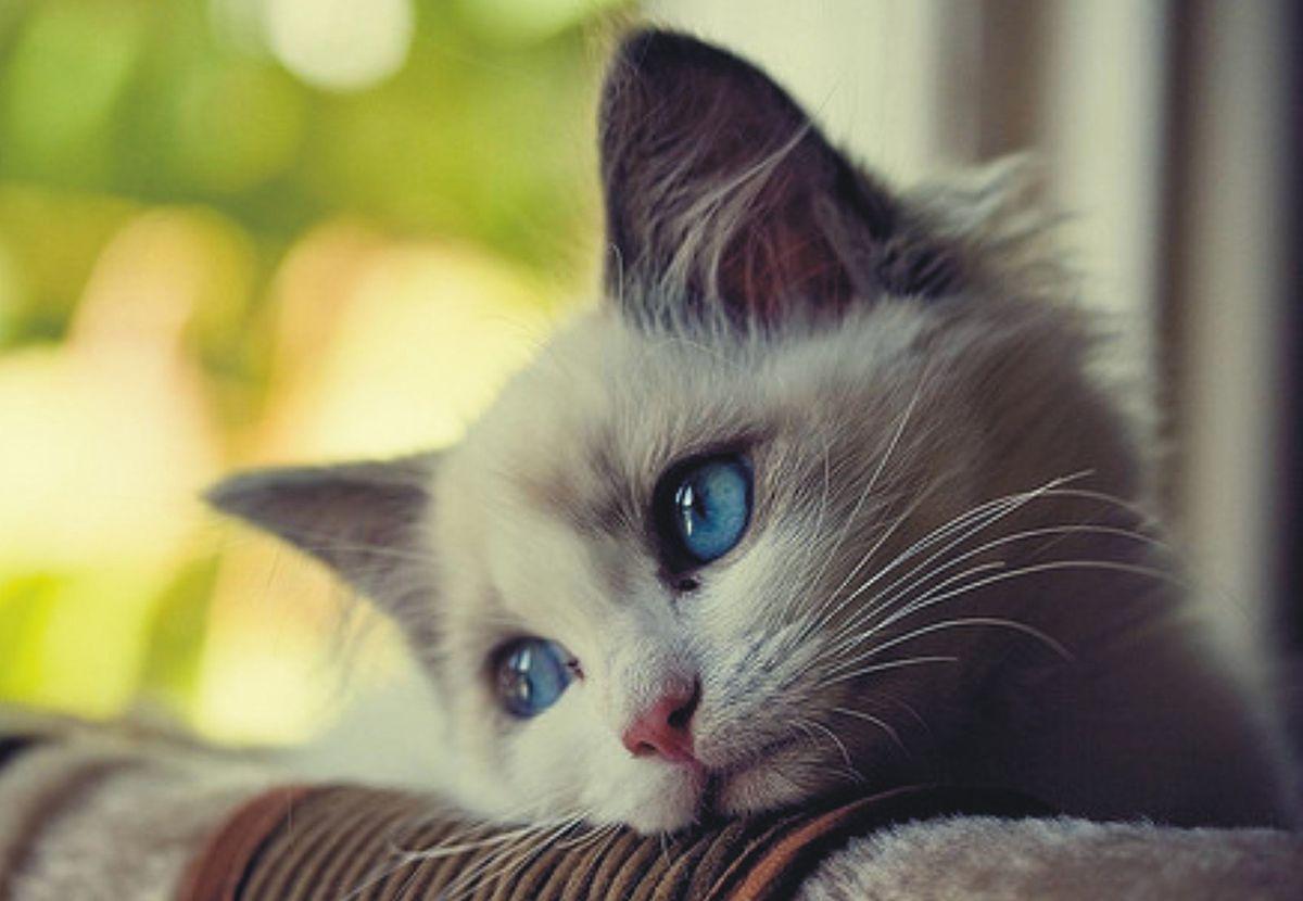 Sad Cat Wallpapers - Top Free Sad Cat Backgrounds - WallpaperAccess