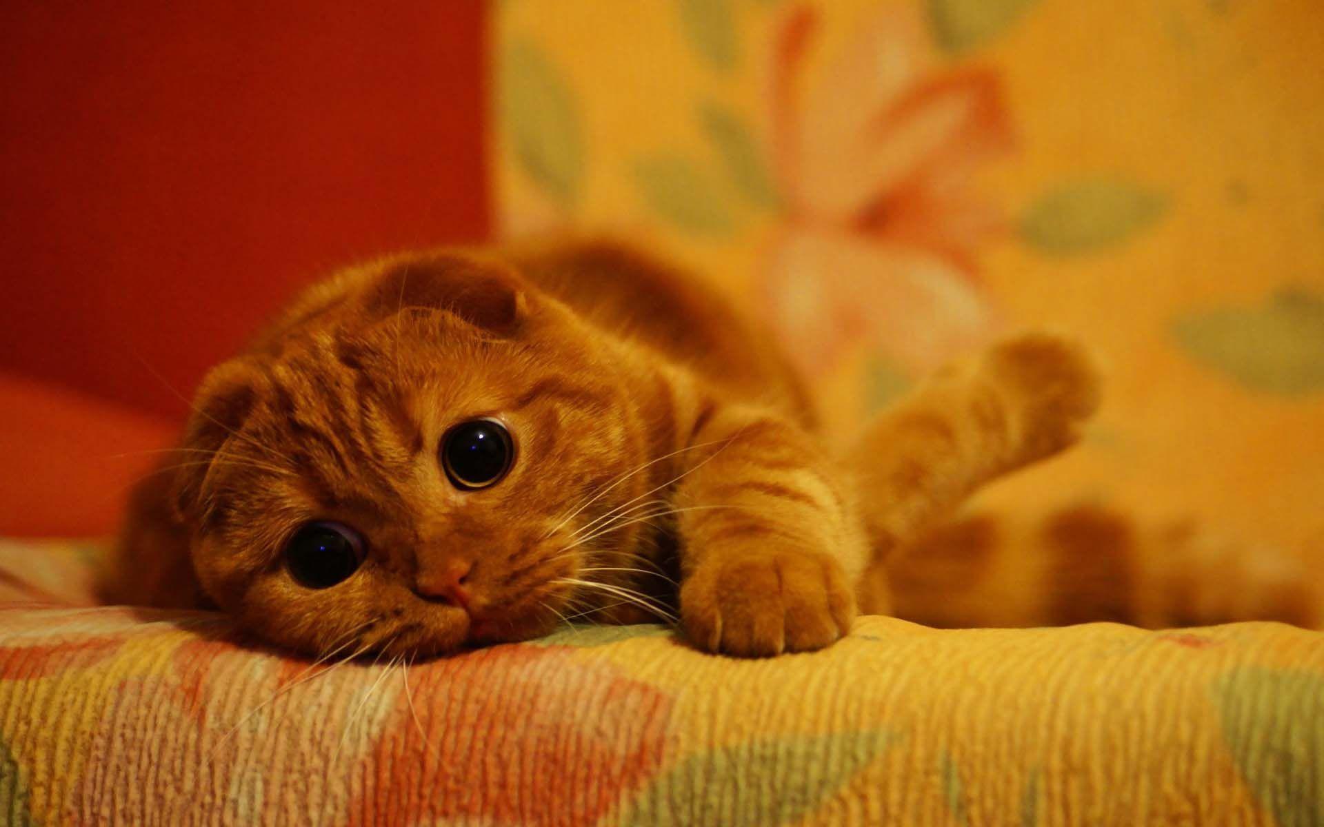 Sad Cute Cats Wallpapers Top Free Sad Cute Cats Backgrounds