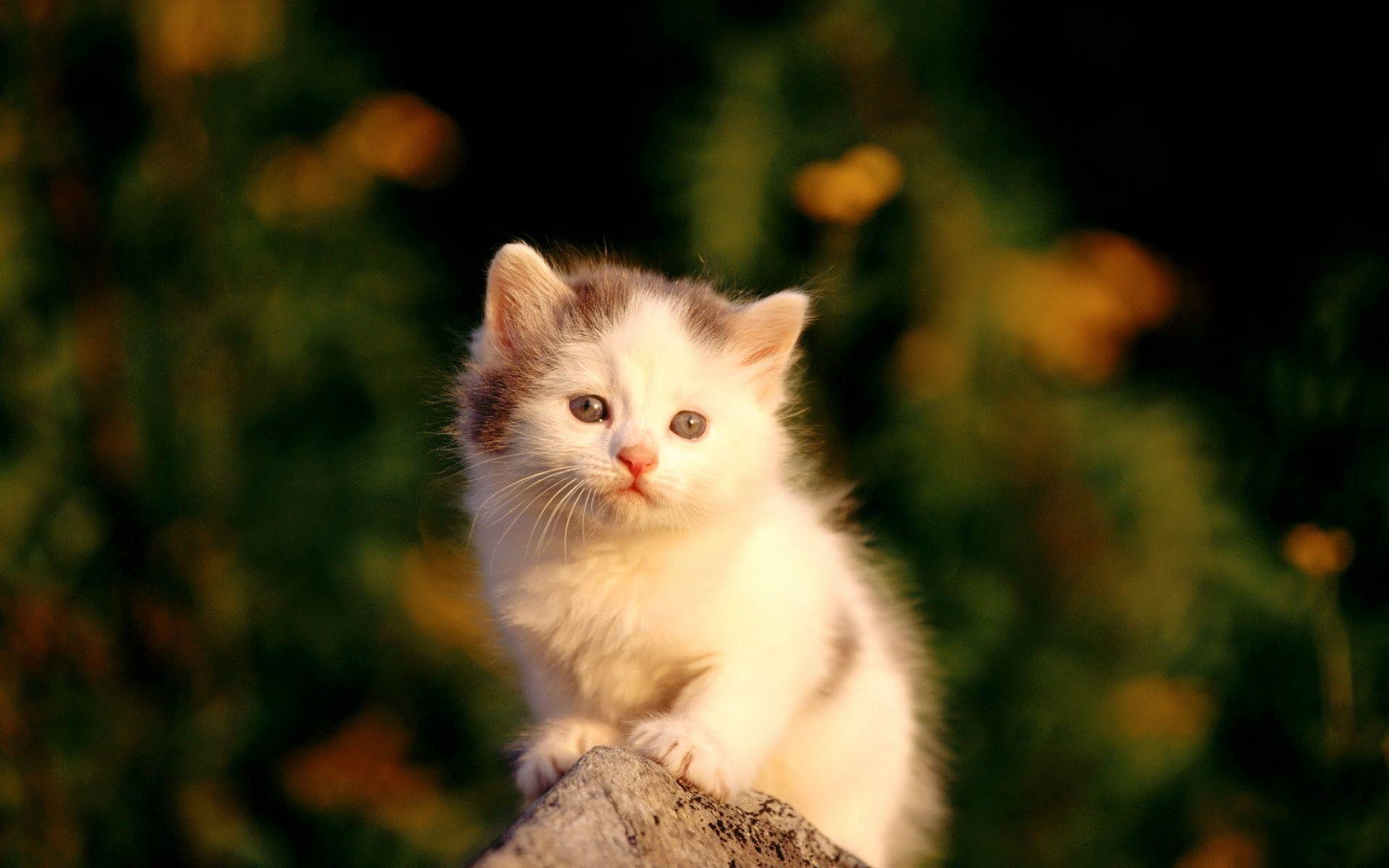 1920x1200 Baby Cat Wallpaper