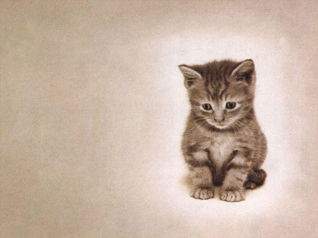 1024x768 Sad Cat Wallpaper