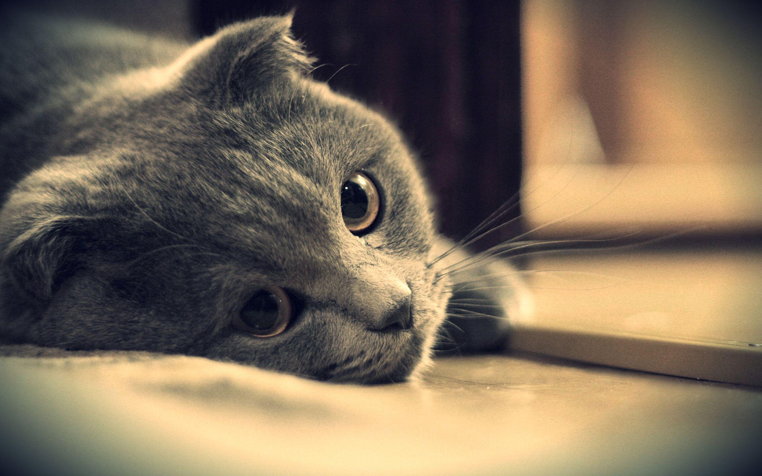 Sad Cat Wallpapers - Top Free Sad Cat Backgrounds - WallpaperAccess