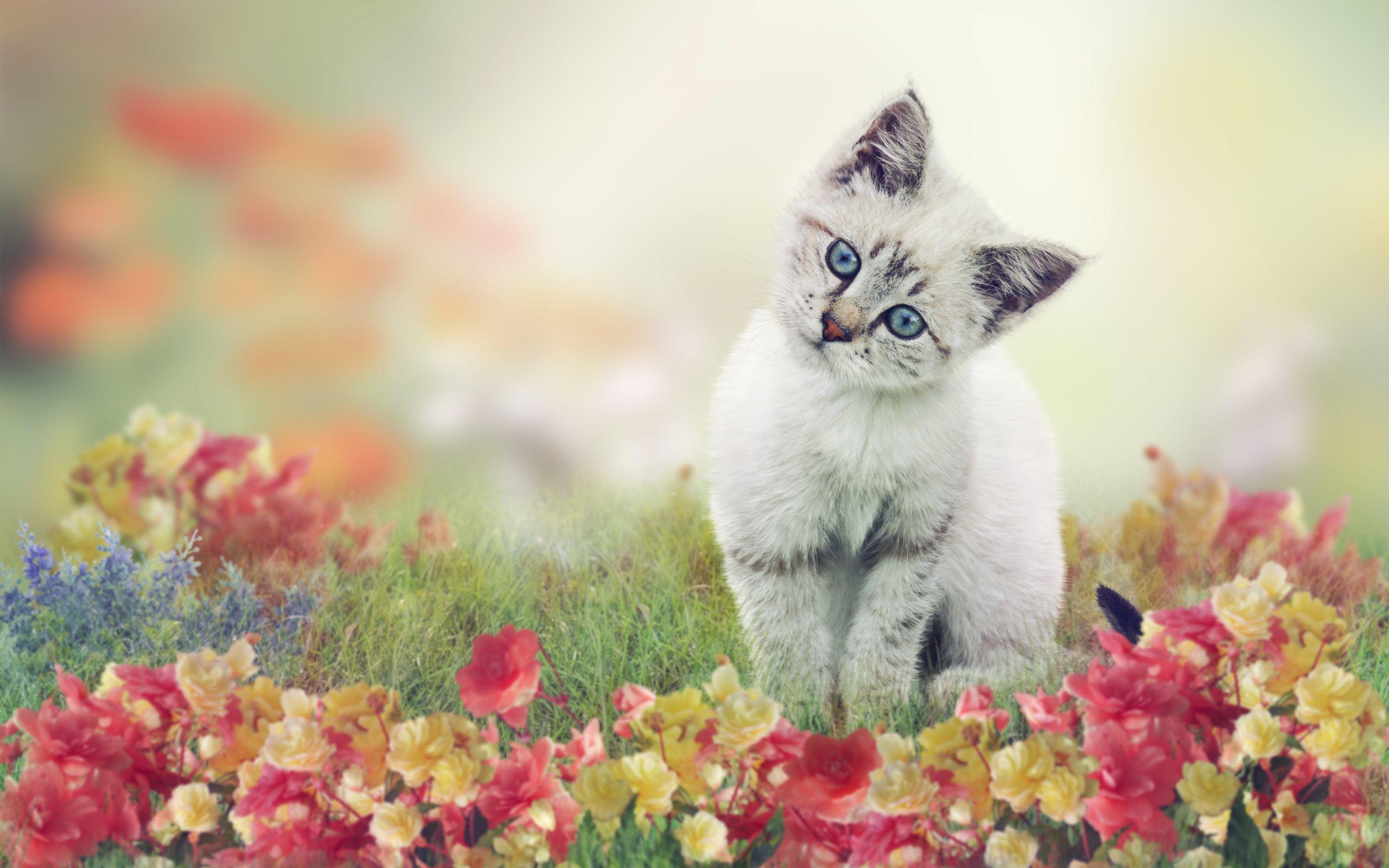 Sad Cat Wallpapers - Top Free Sad Cat Backgrounds - WallpaperAccess