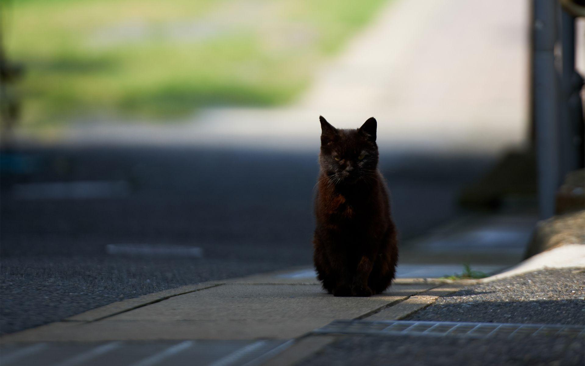 1920x1200 Black Cat hypnotizes photographer Desktop wallpaper 1440x900