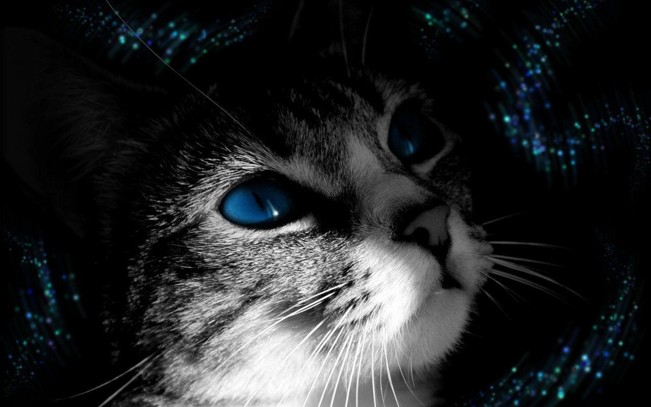 Sad Cat Wallpapers - Top Free Sad Cat Backgrounds - WallpaperAccess