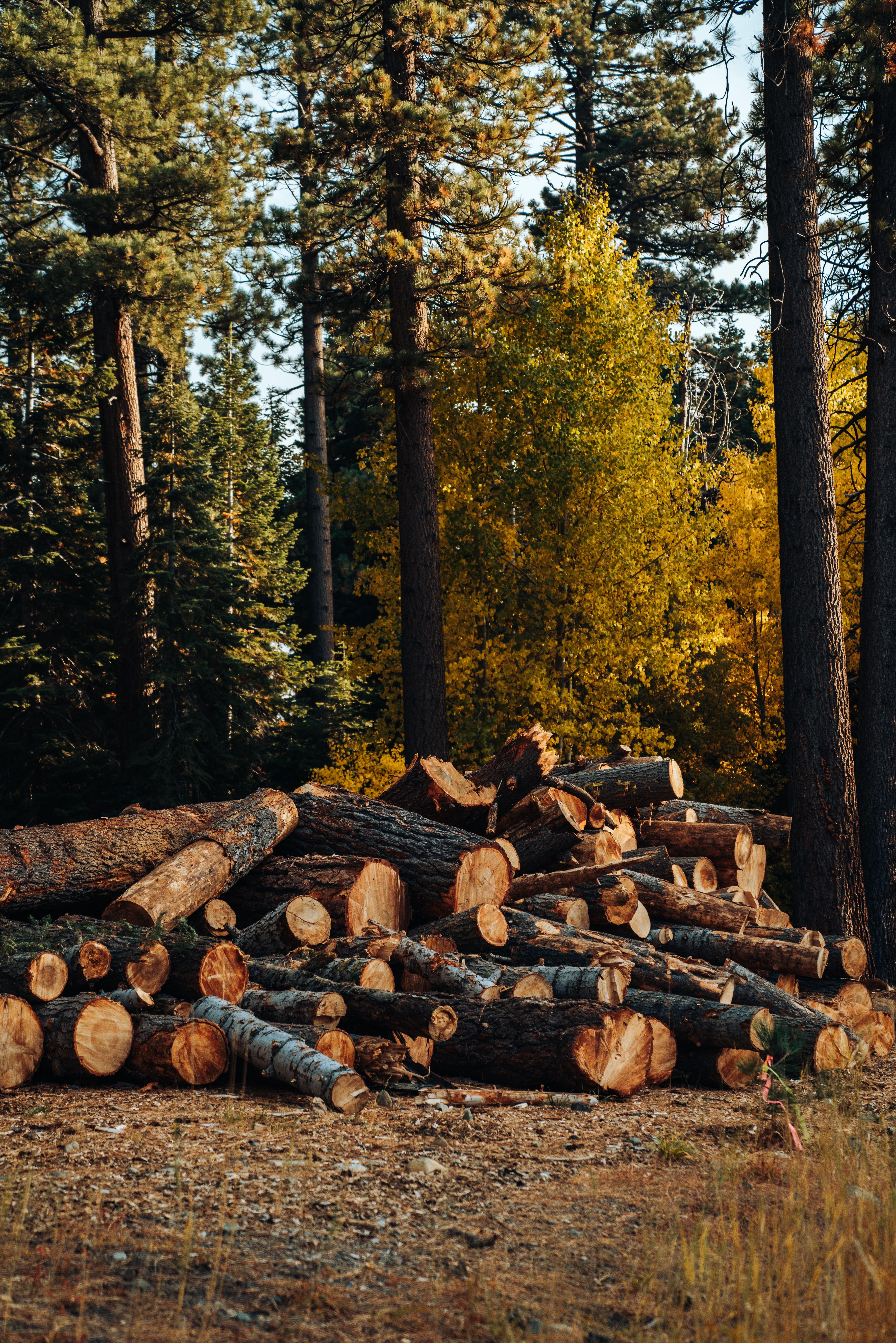 5304x7952 Deforestation Picture [HD]. Download Free Image