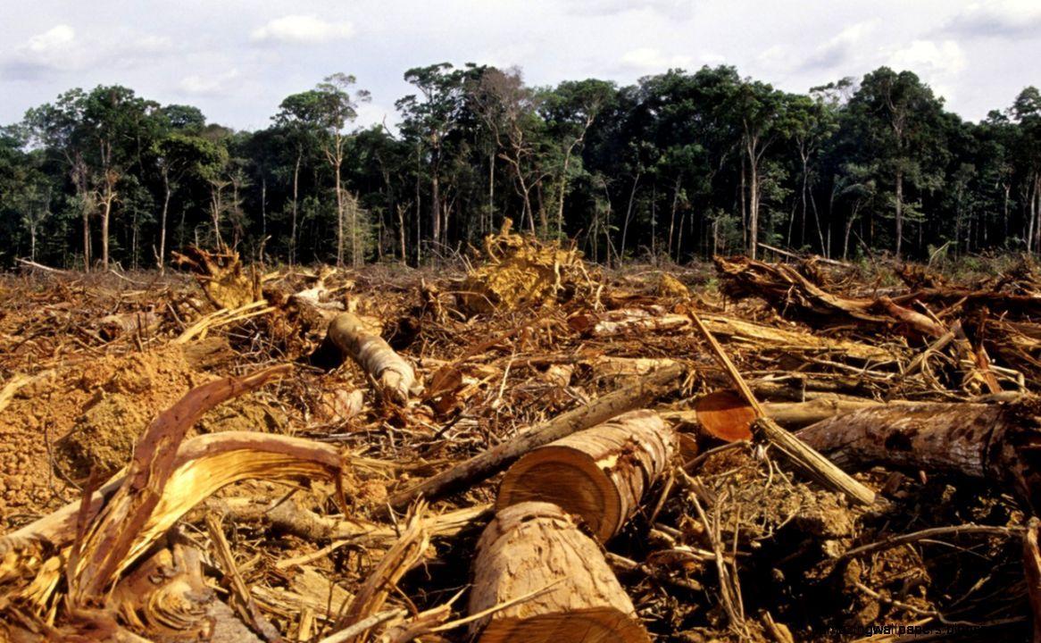Deforestation Wallpapers Top Free Deforestation Backgrounds