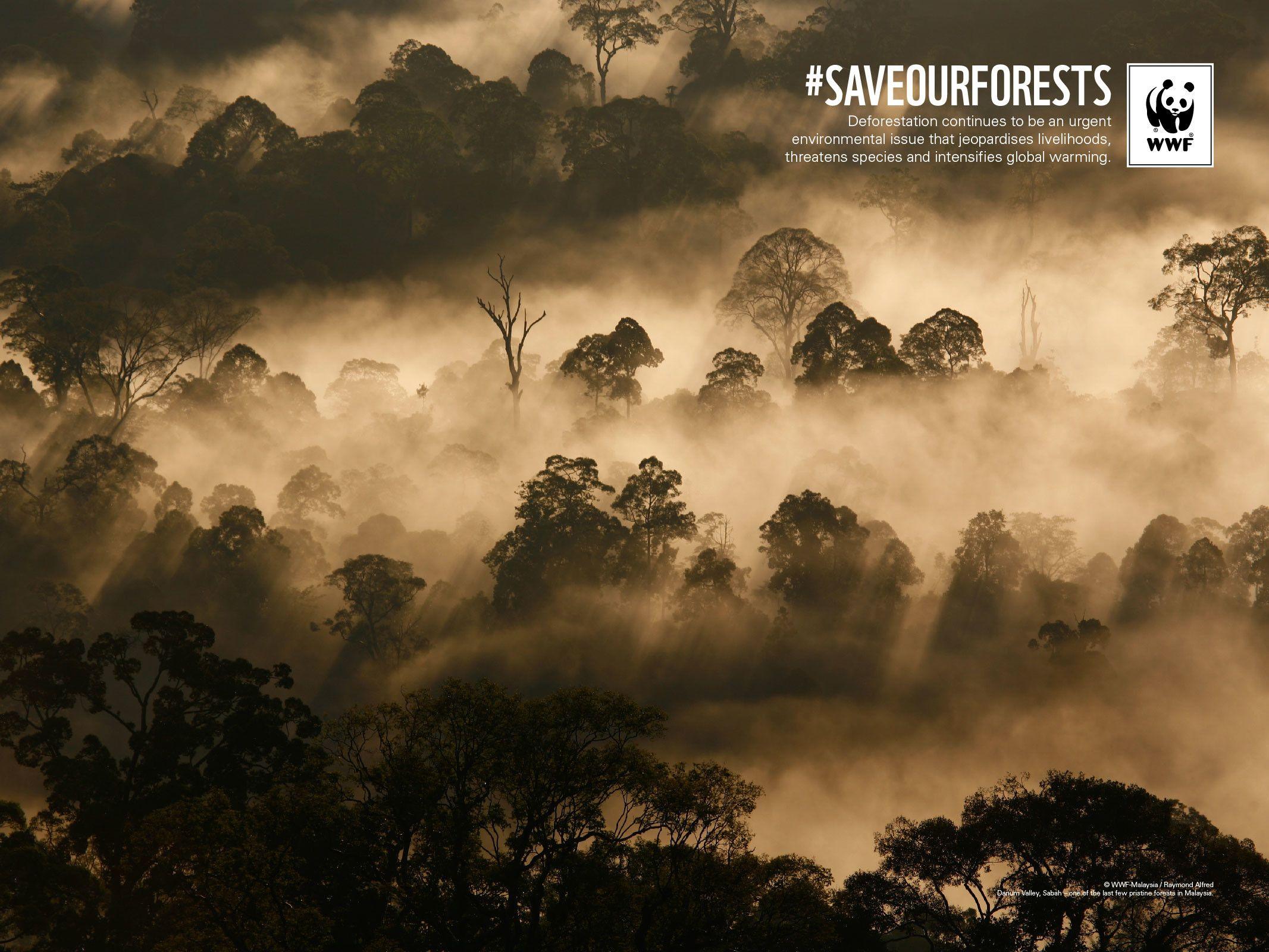 Deforestation Wallpapers Top Free Deforestation Backgrounds