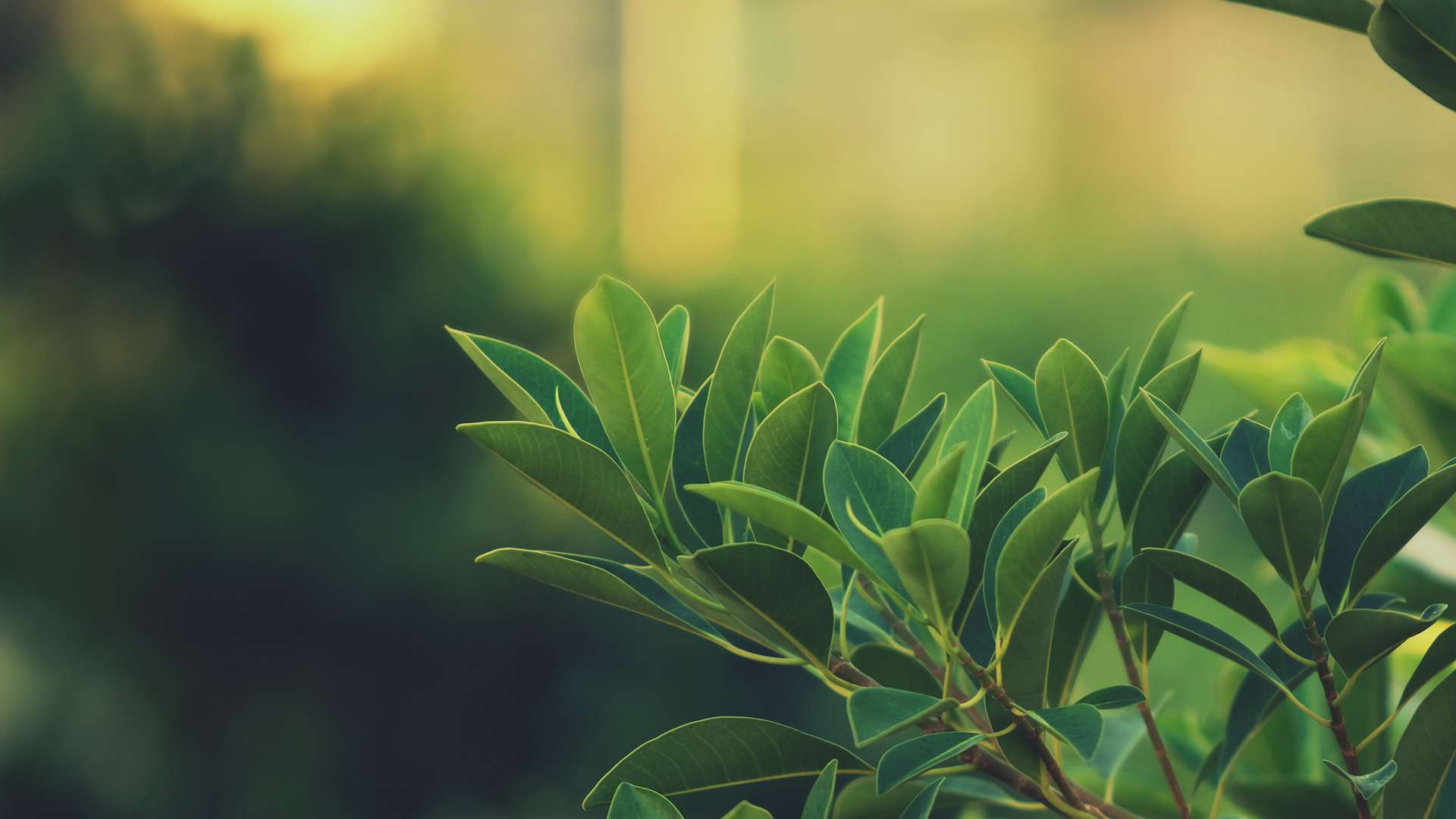 Soft Green Wallpapers Top Free Soft Green Backgrounds WallpaperAccess