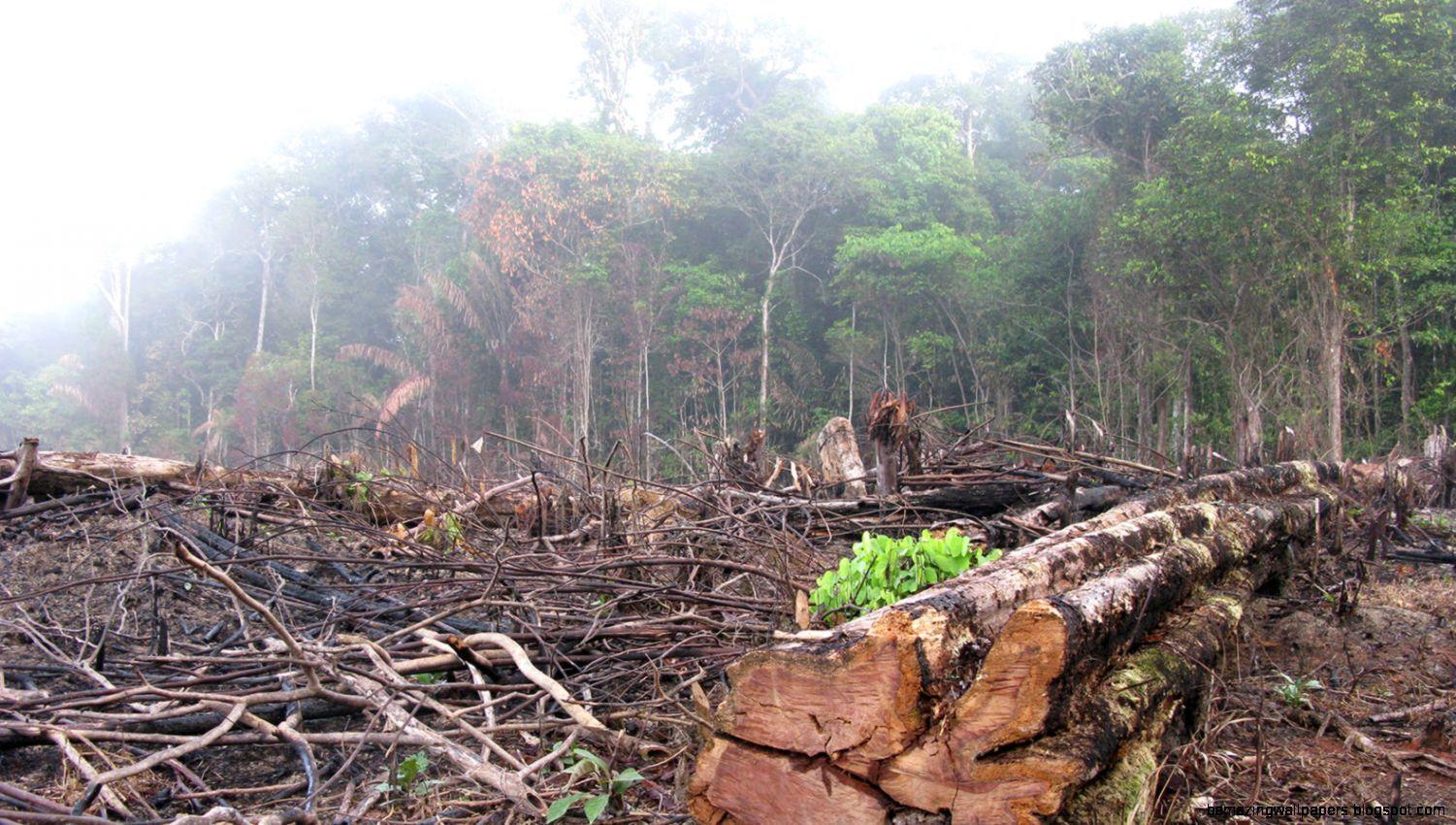 Deforestation Wallpapers Top Free Deforestation Backgrounds