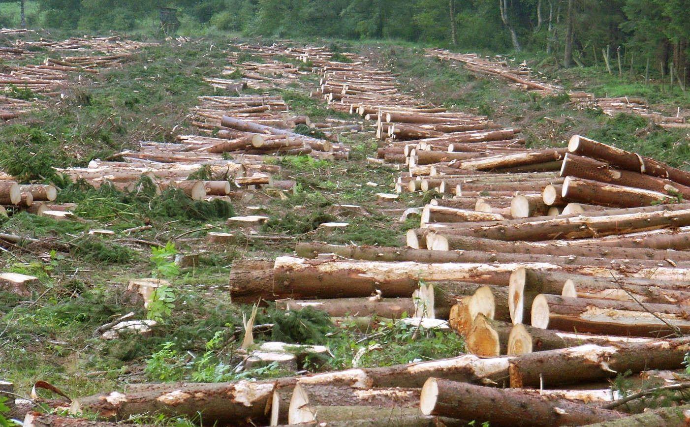 Deforestation Wallpapers - Top Free Deforestation Backgrounds - WallpaperAccess