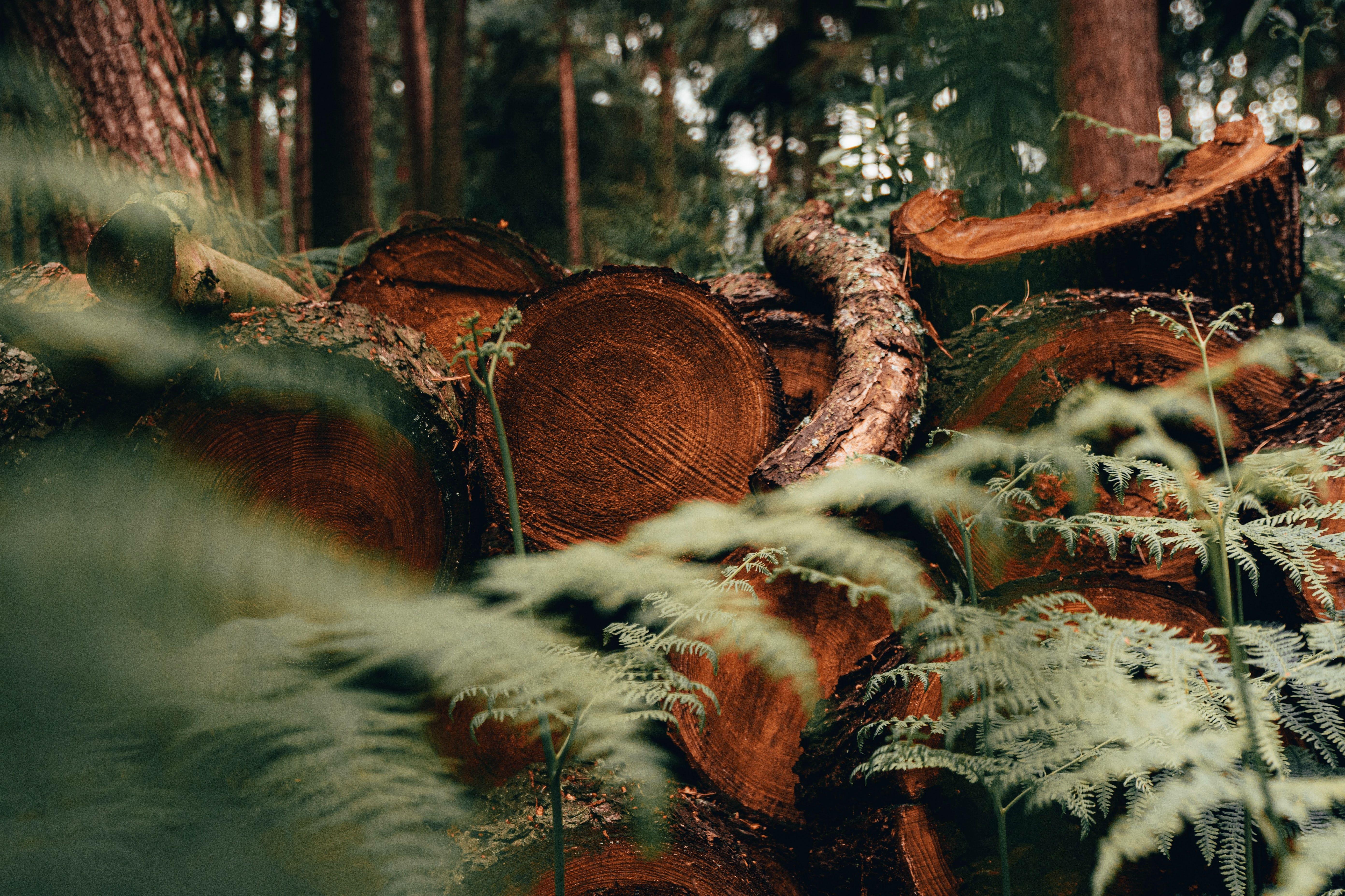 5568x3712 Deforestation Picture [HD]. Download Free Image