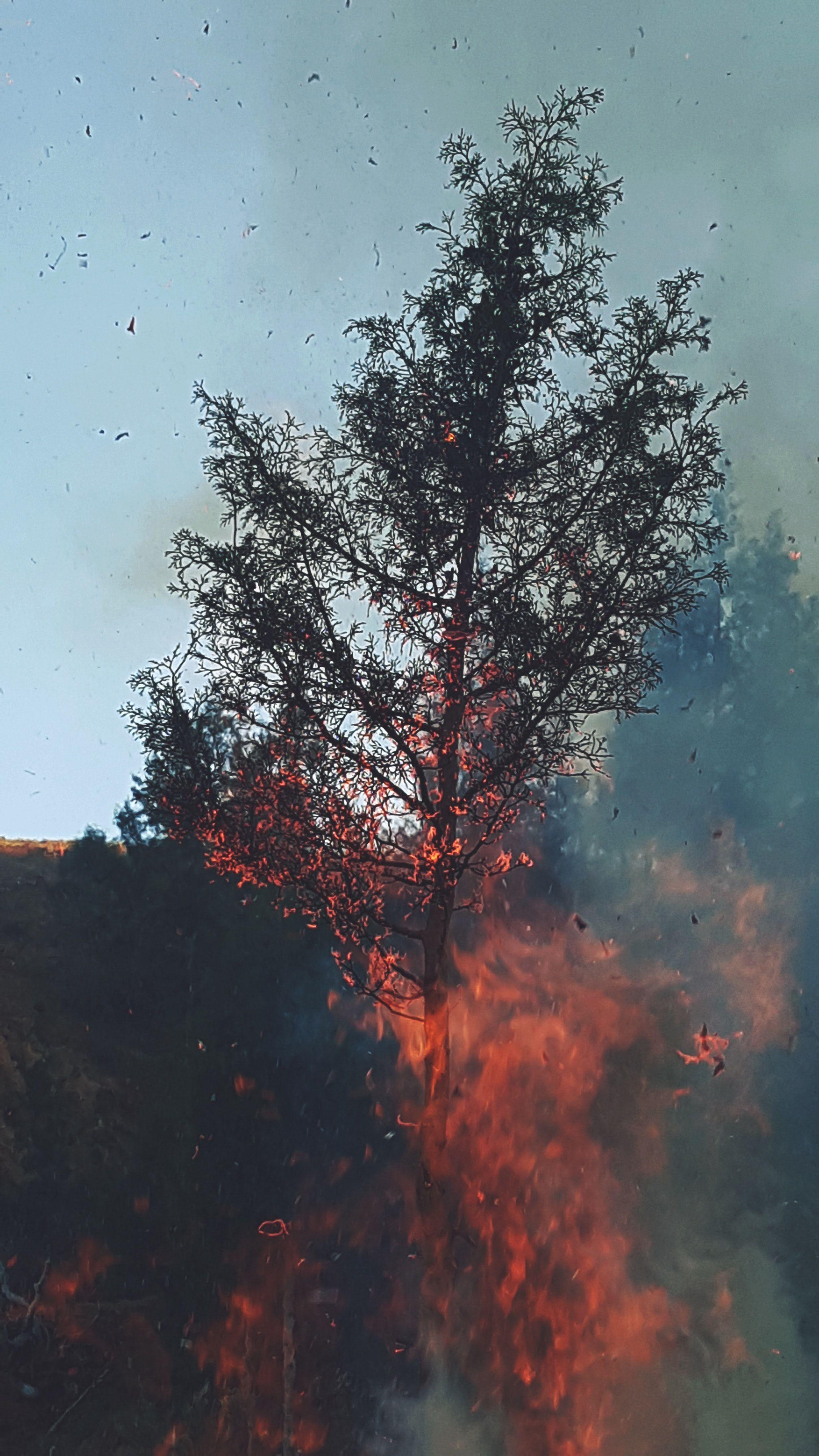 Deforestation Wallpapers Top Free Deforestation Backgrounds