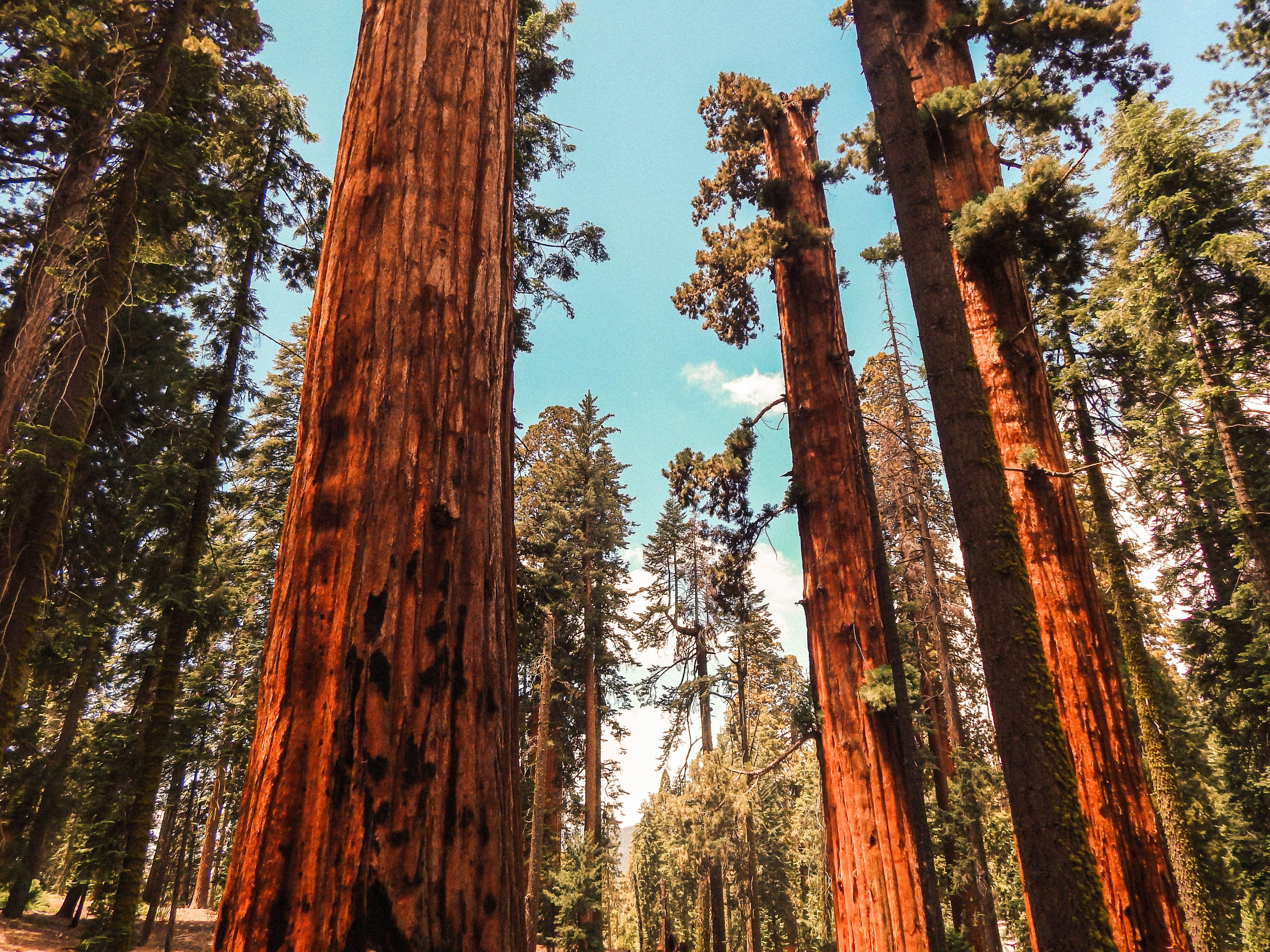 4608x3456 Deforestation Picture [HD]. Download Free Image