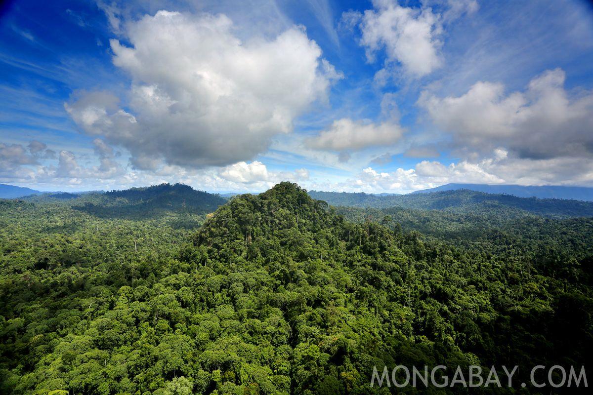 1200x800 A plane survey of Central America's last remaining forests