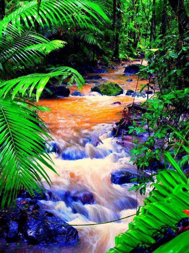 768x1024 Free download Amazon Rainforest Deforestation wallpaper 1920x1080