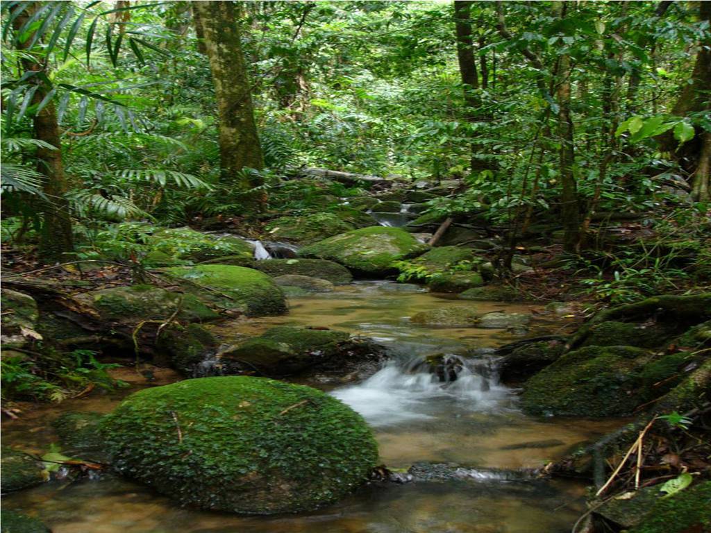 1024x768 Free download Amazon Forest amazon forest deforestation 1024x768