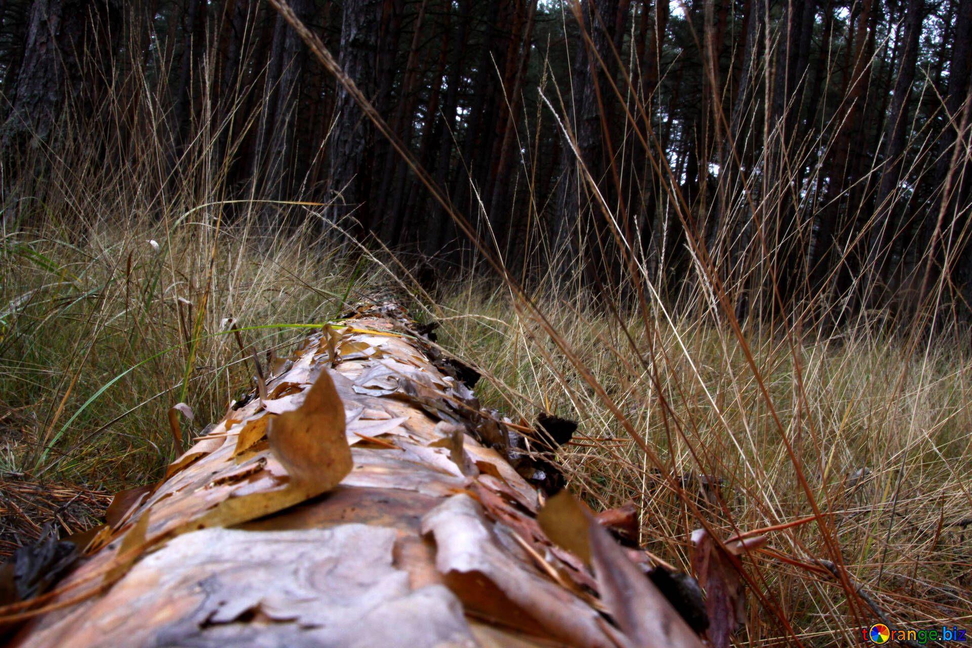 1920x1280 Felled trees deforestation ecology № 19077