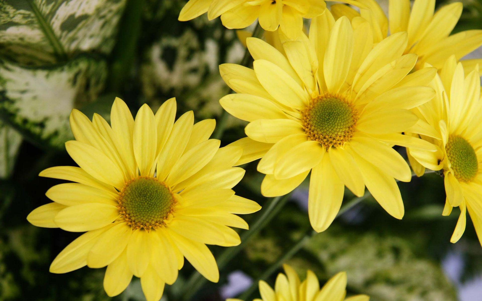 1920x1200 Yellow Color Flowers Wallpaper