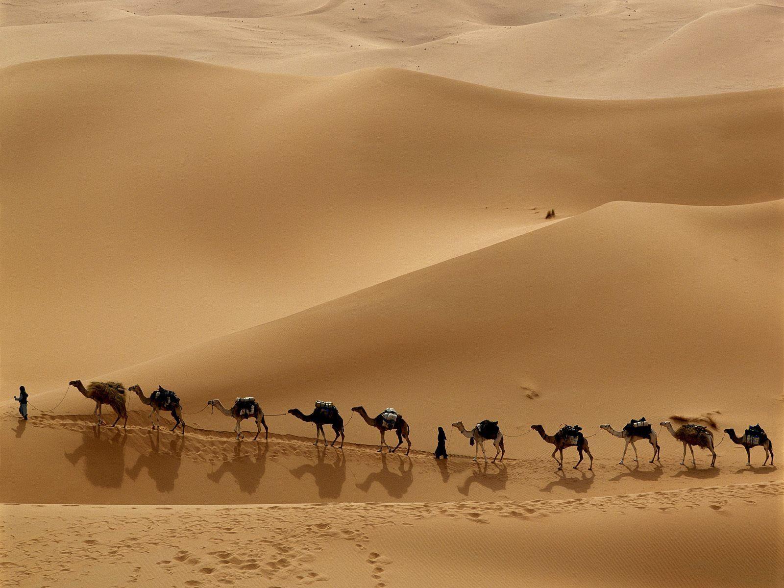 1600x1200 Camel Trekking Safari. Special Attractions of Dubai: Desert