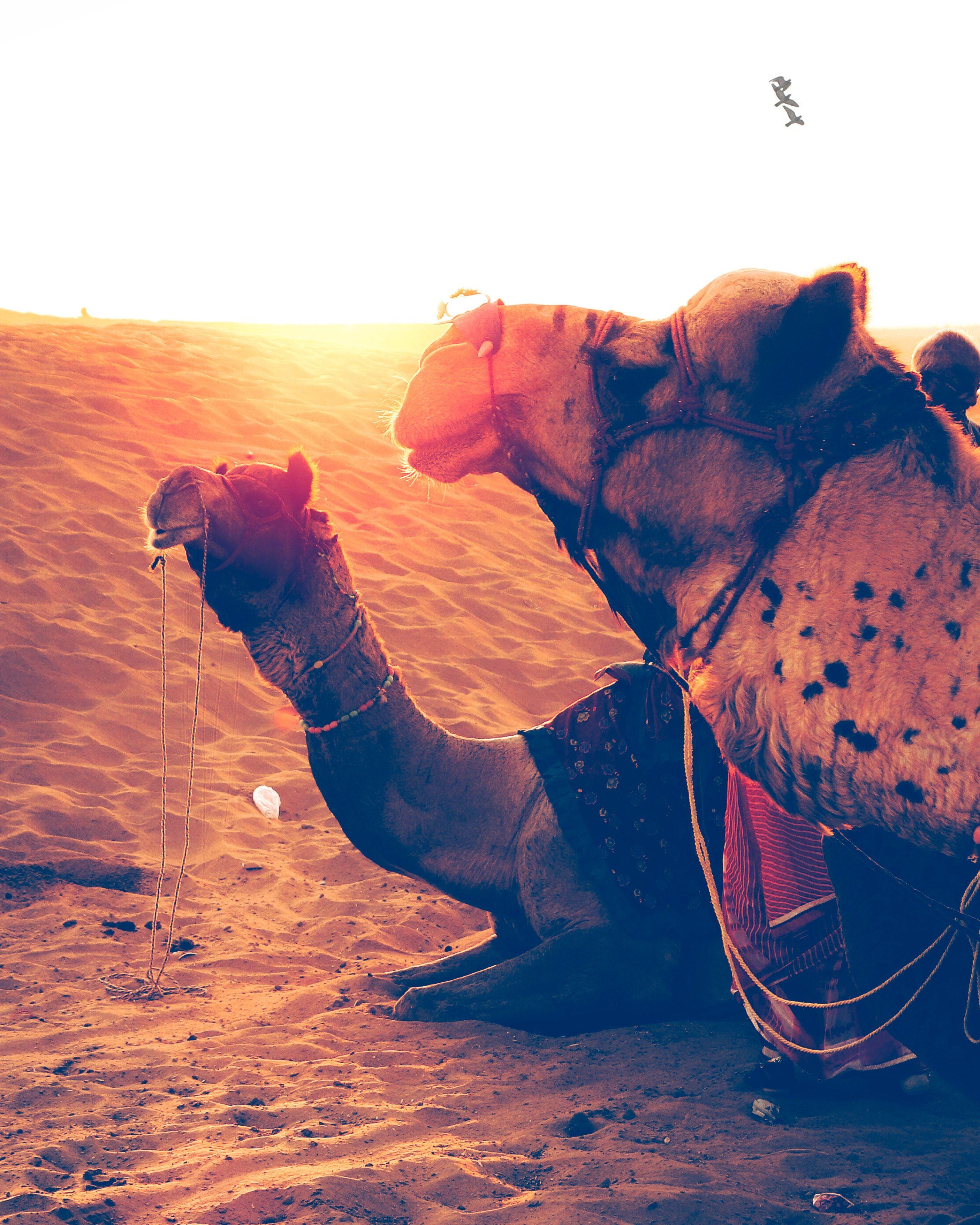 2811x3514 Free of camel safari, camels, desert
