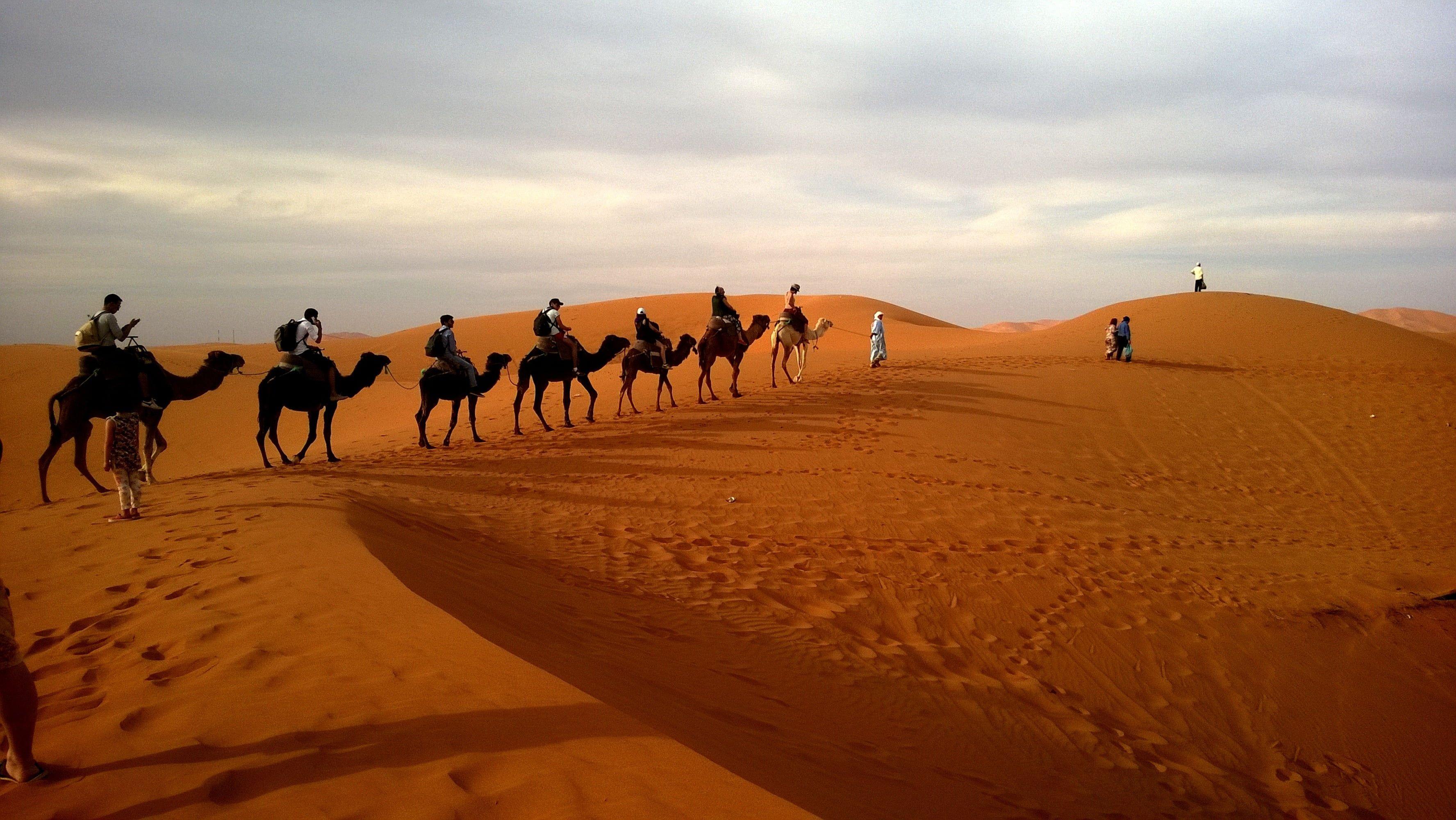 3552x2000 Camel on brown desert during daytime HD wallpaper