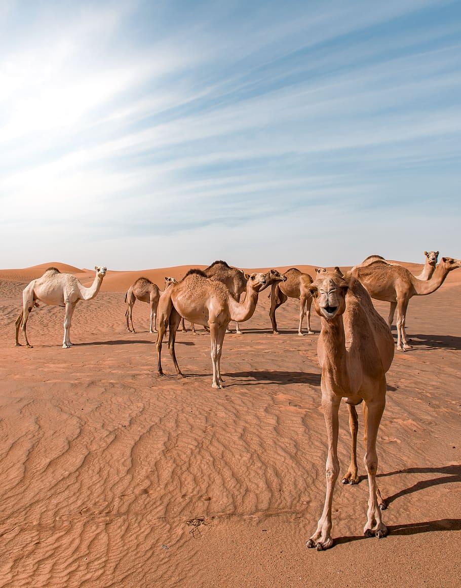 910x1161 HD wallpaper: Bunch of Camels in Desert Dune, 4k wallpaper, abu