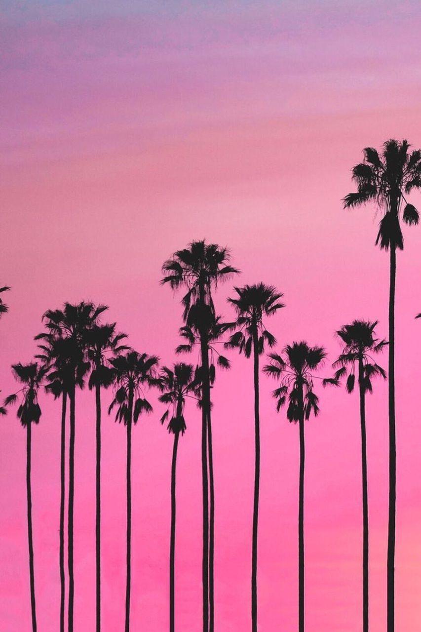 pink palm tree background